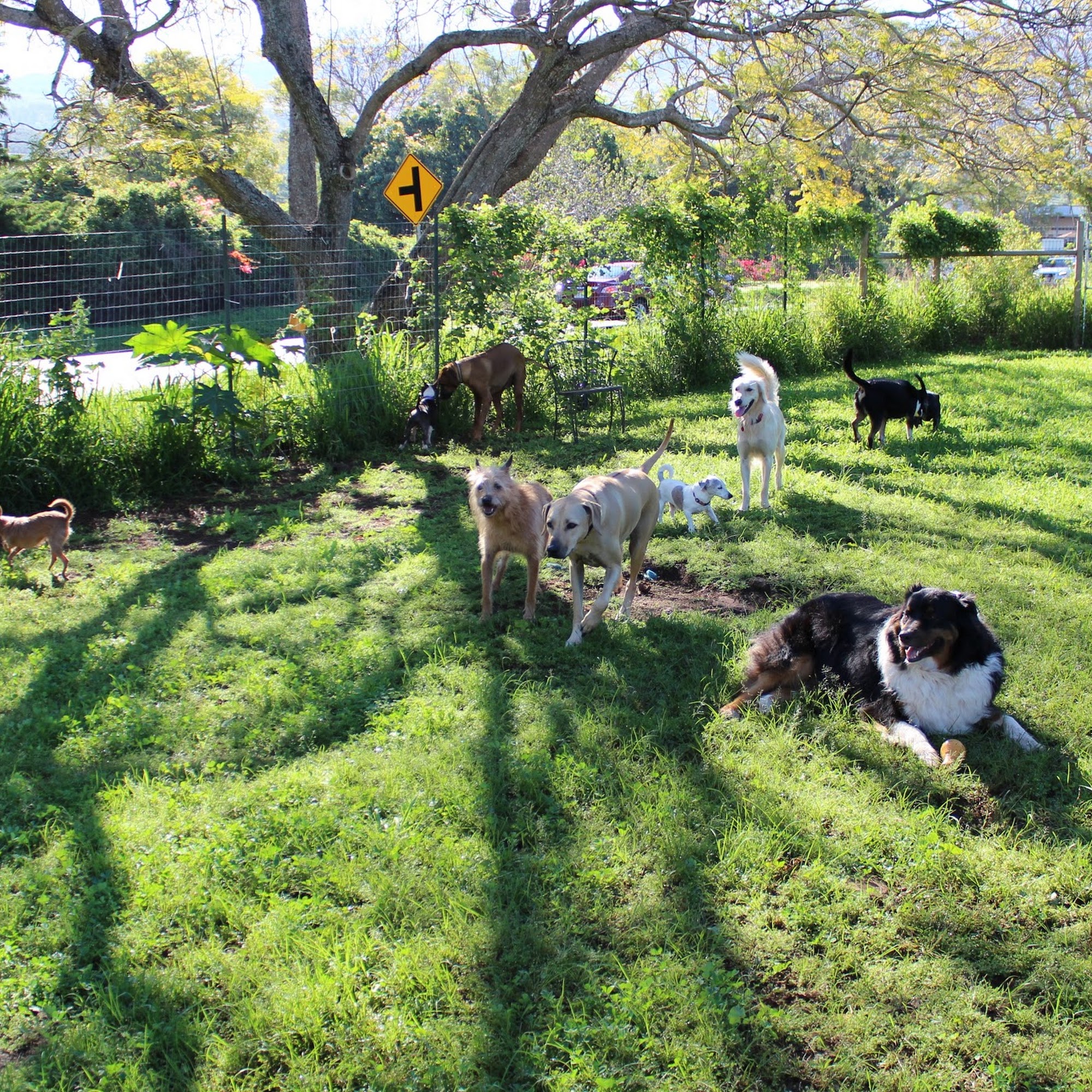 Ohana Pet Training Kula