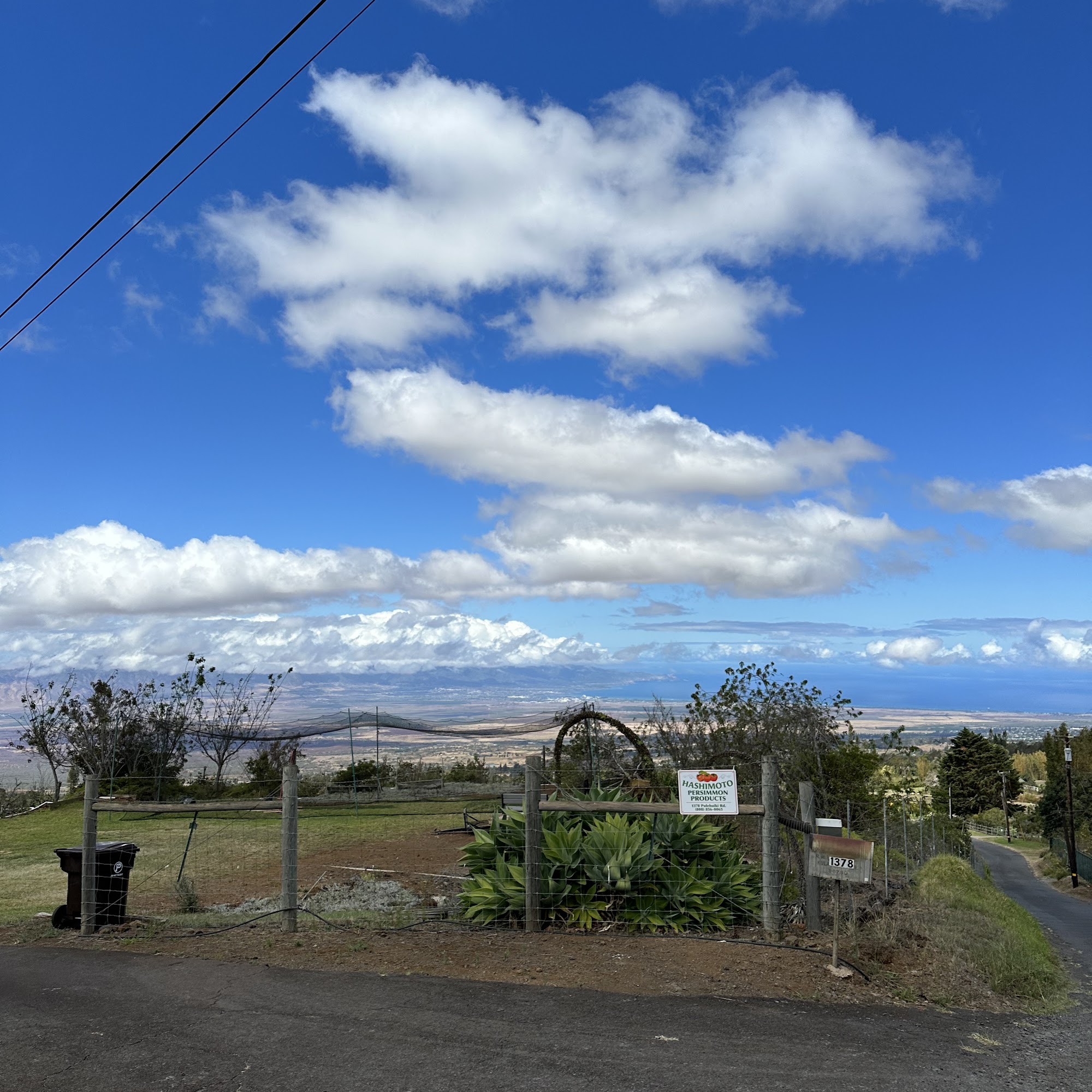 Hashimoto Persimmon Products Kula