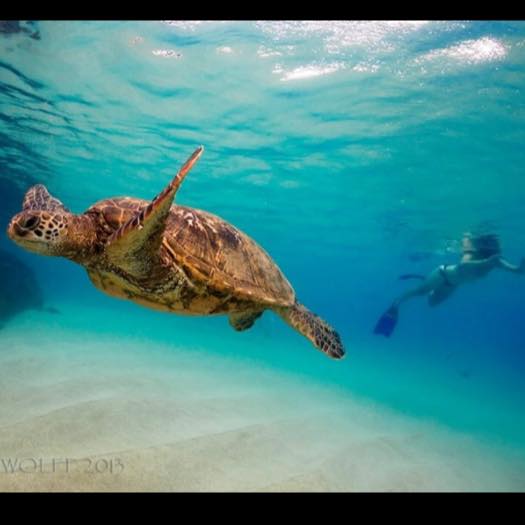 Vip Pet Spaw Lahaina