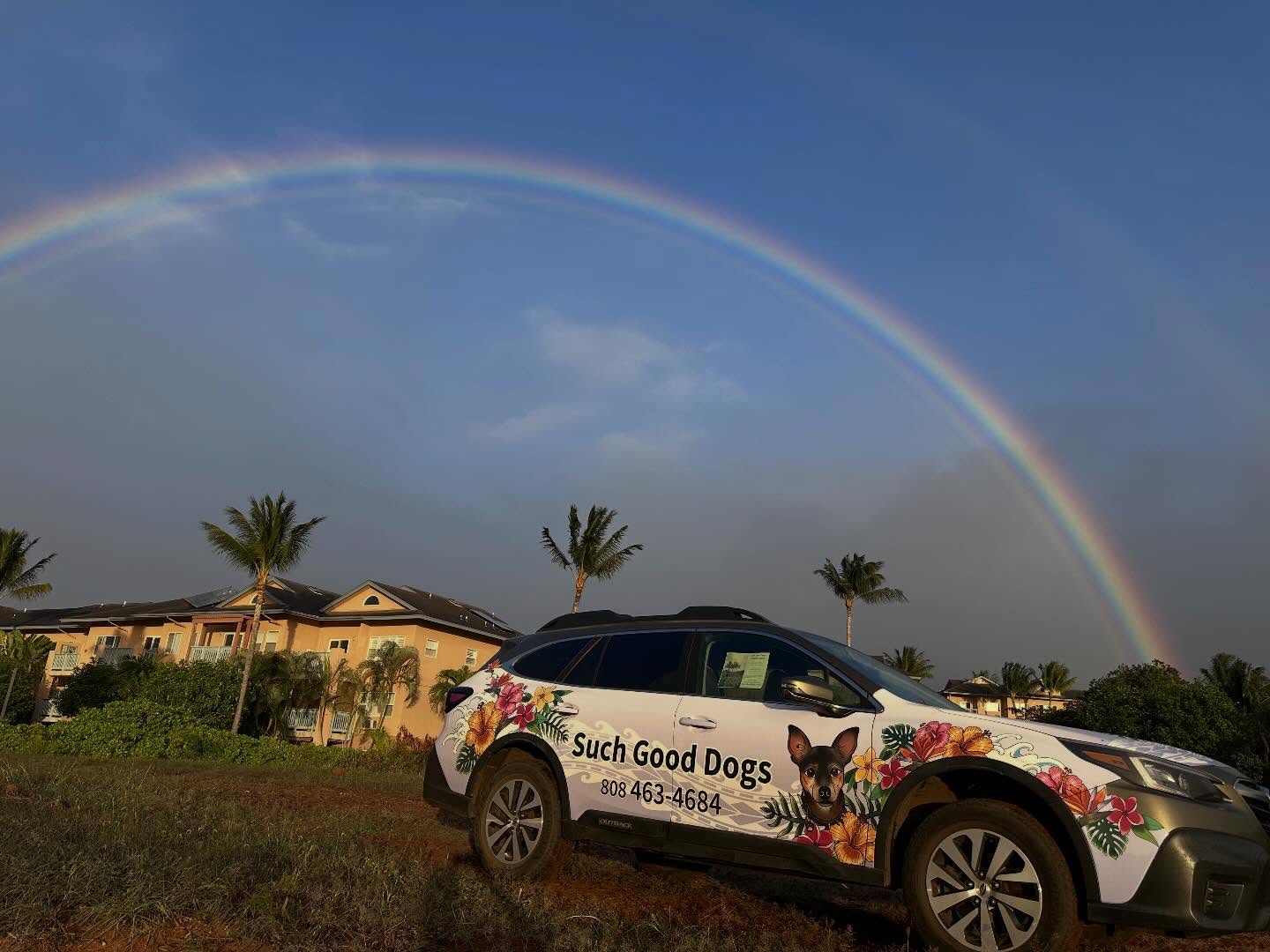 Such Good Dogs Lahaina