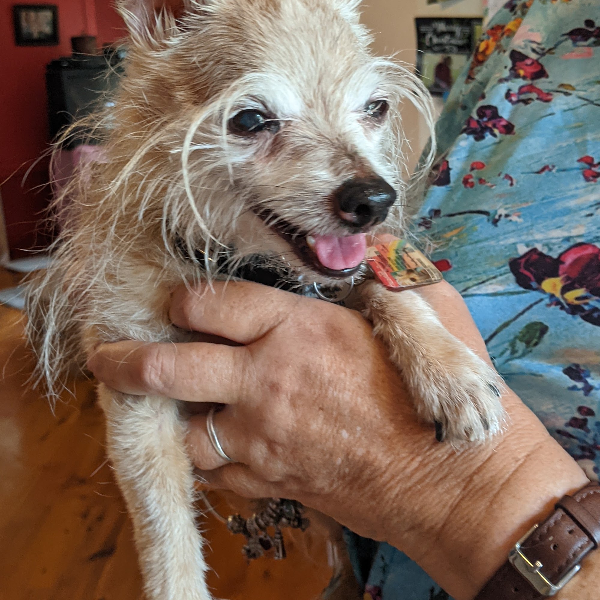 Lihue Veterinary Hospital Lihue