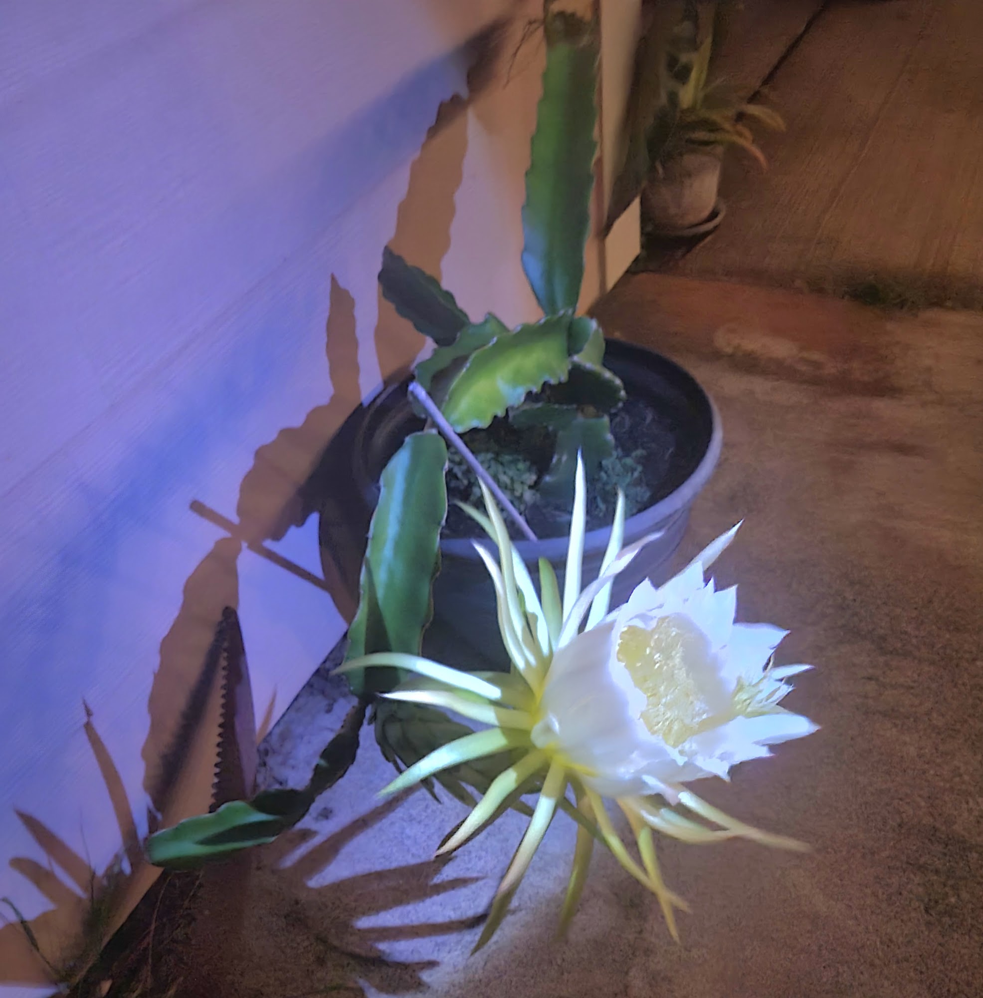 Lihue Veterinary Hospital Lihue