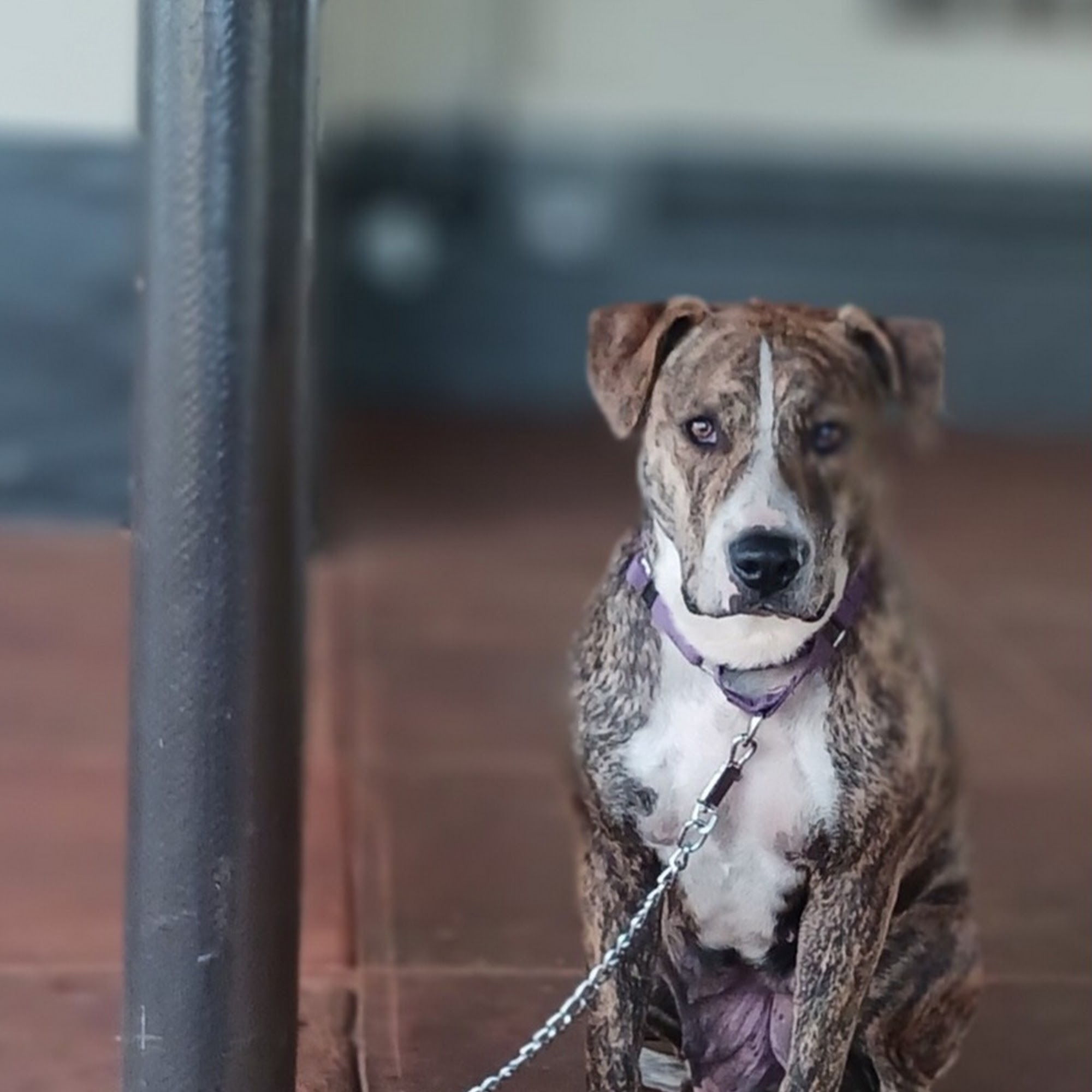 Kaua'i Veterinary Clinic Inc Lihue