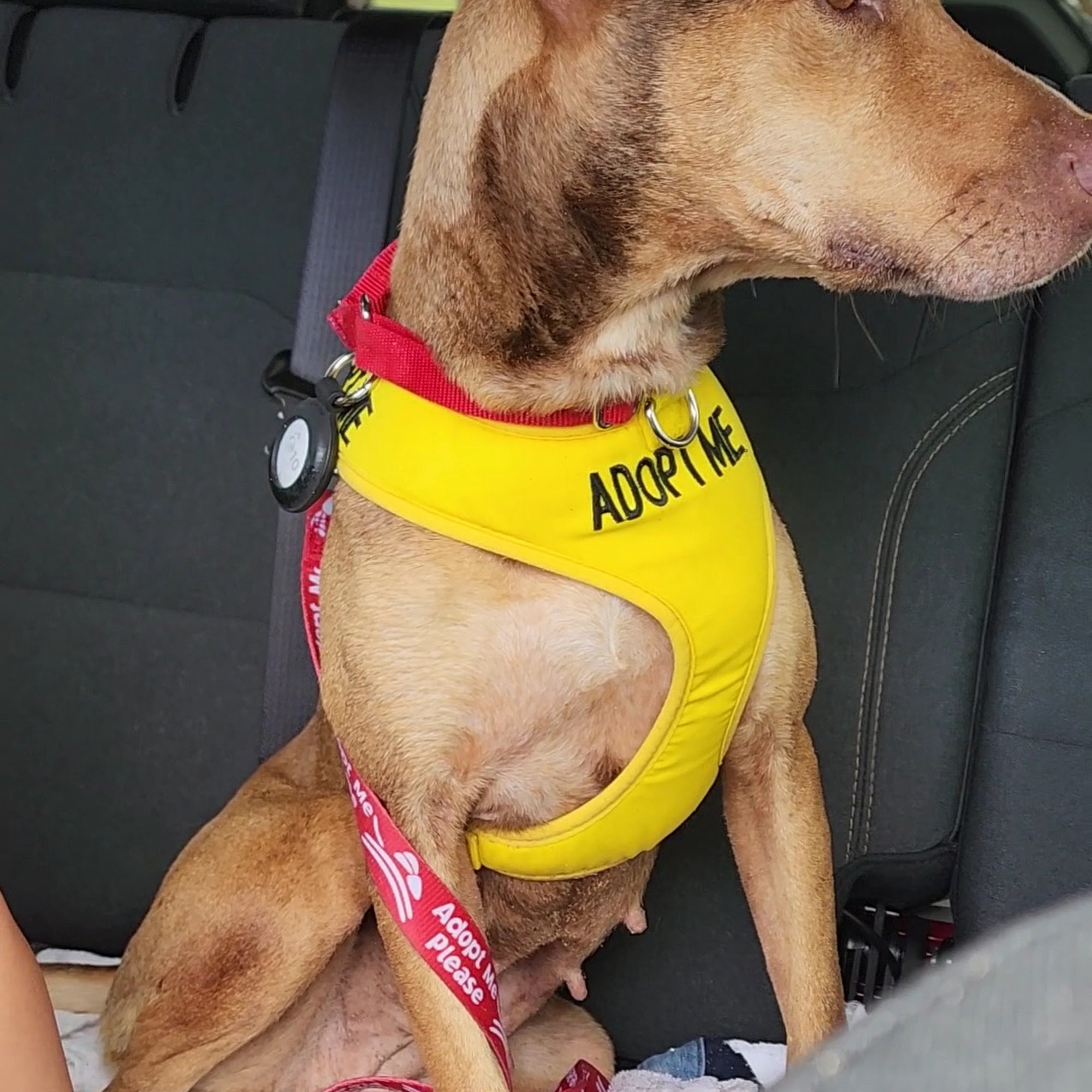 Kauaʻi Humane Society Lihue