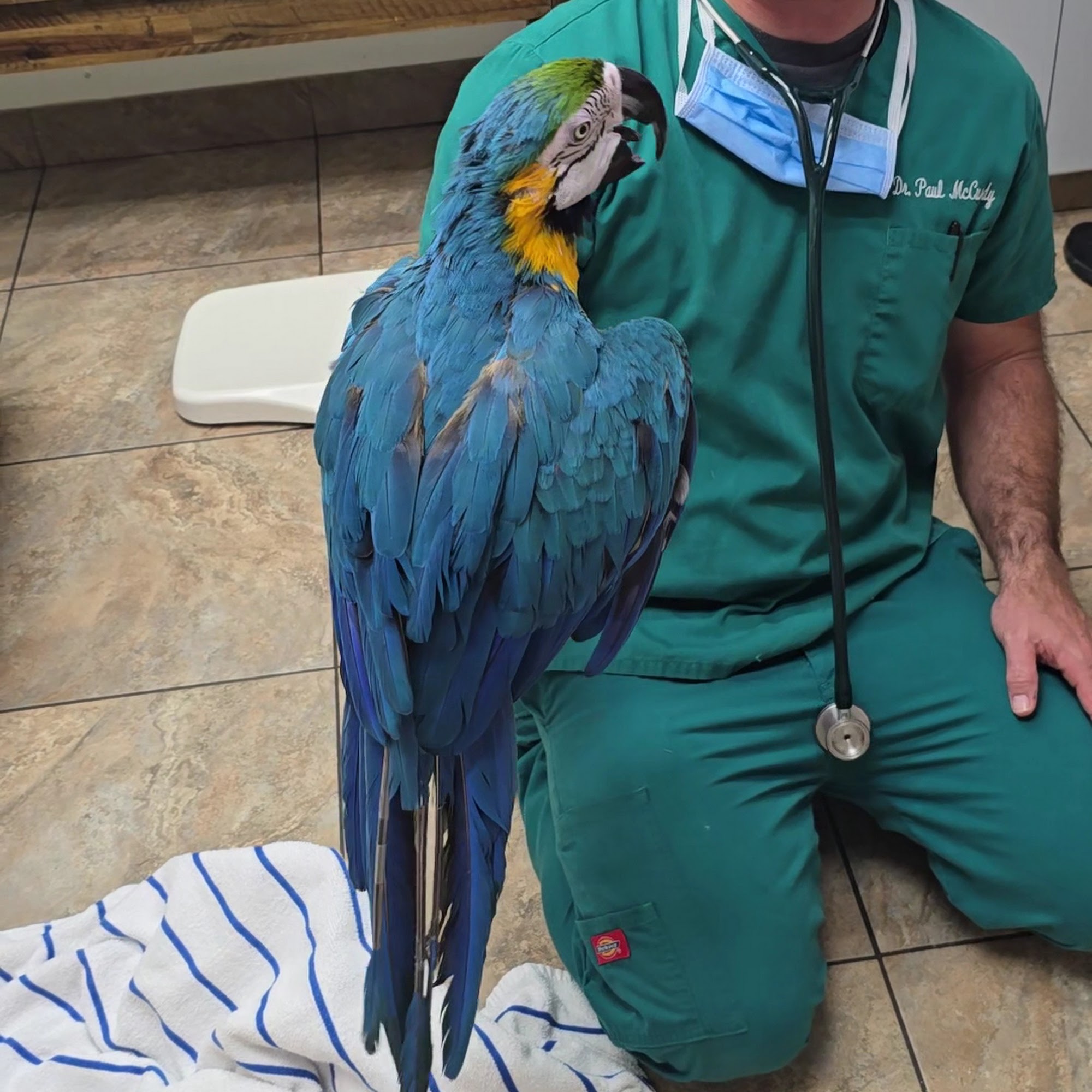 Makawao Veterinary Clinic Makawao