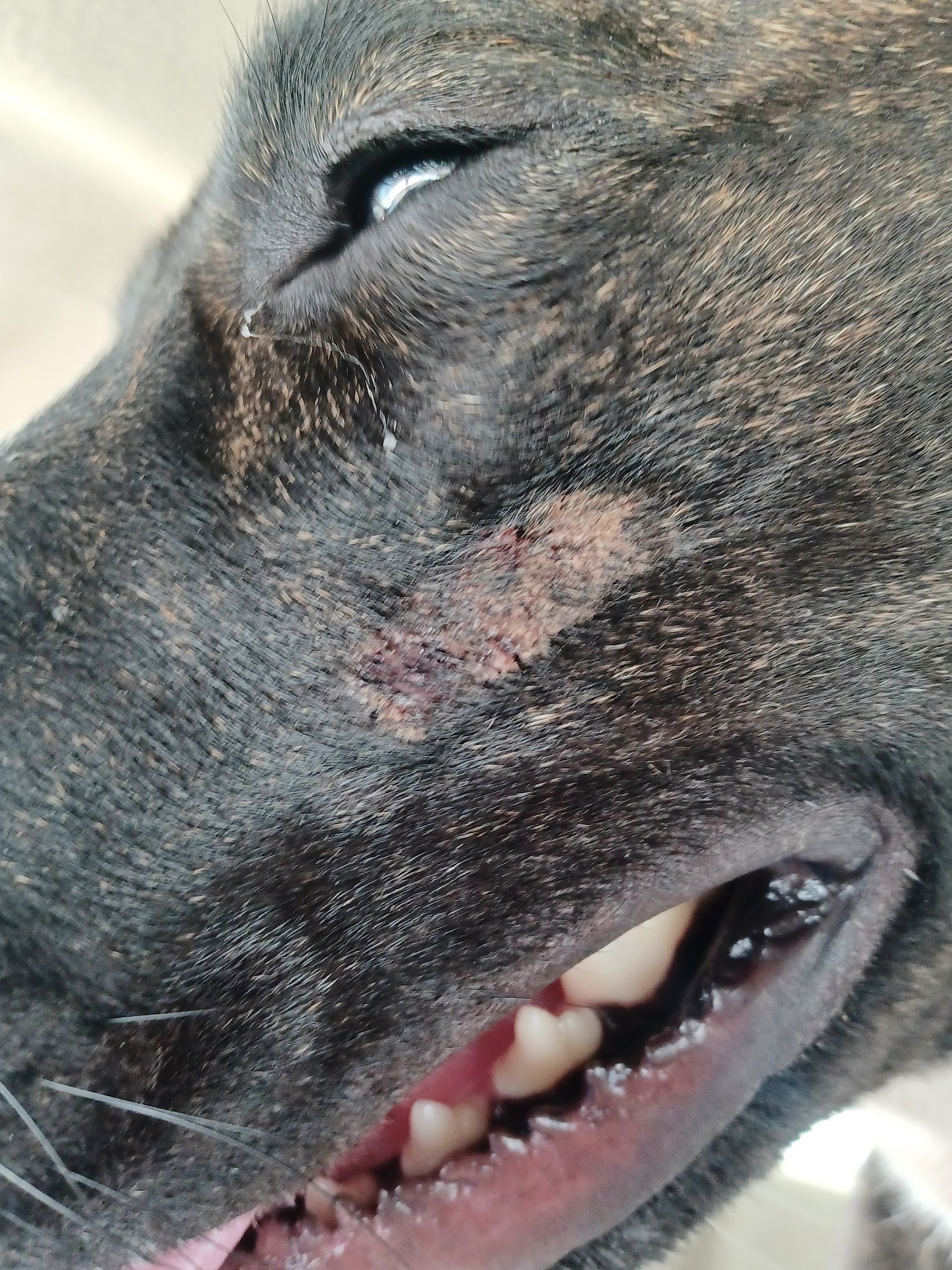 Makawao Veterinary Clinic Boarding, Grooming, & Health Center Makawao