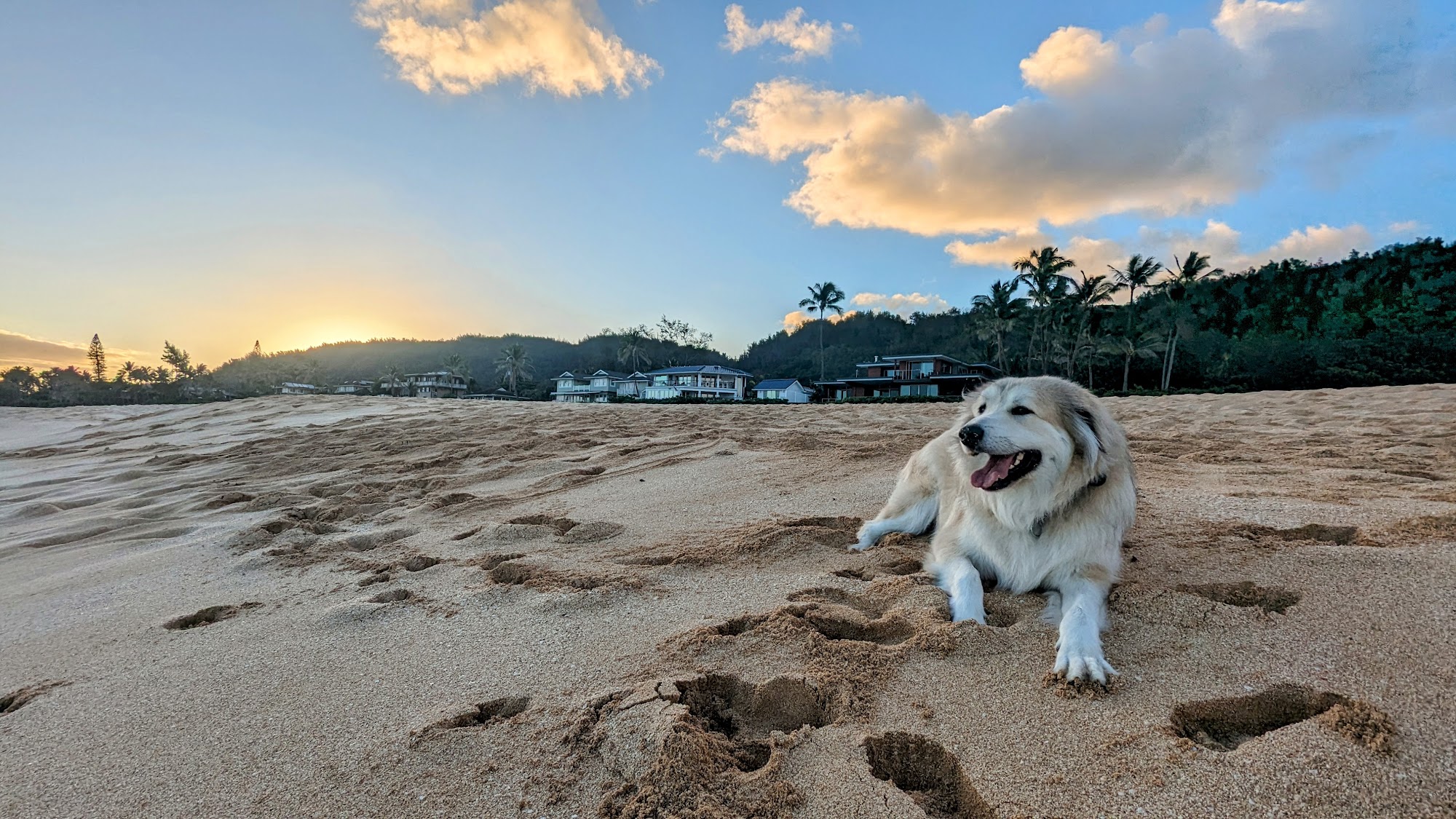 Mililani Mauka Veterinary Clinic Mililani