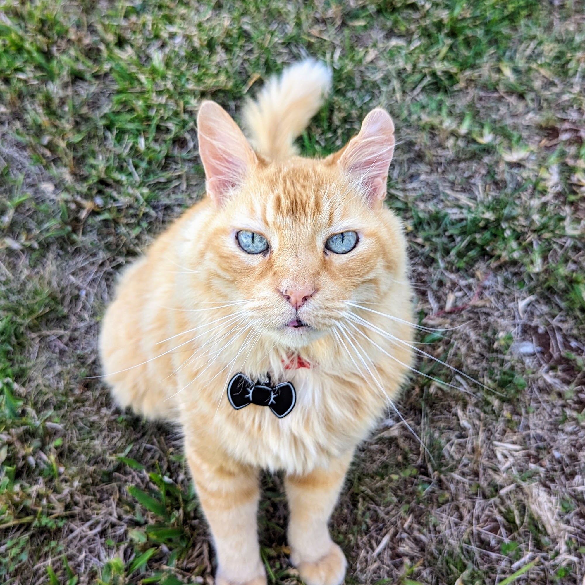 Mililani Mauka Veterinary Clinic Mililani
