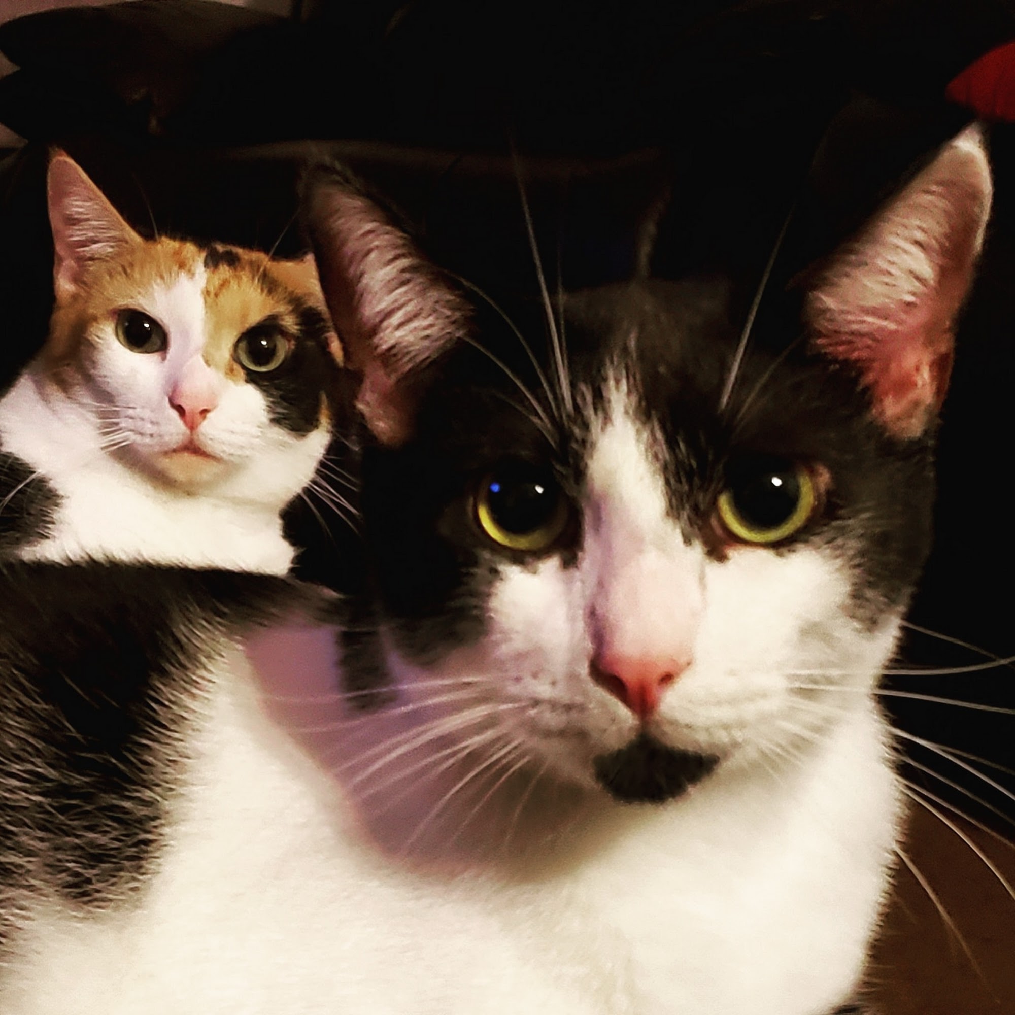 Ke Ola Pet Hospital Mililani