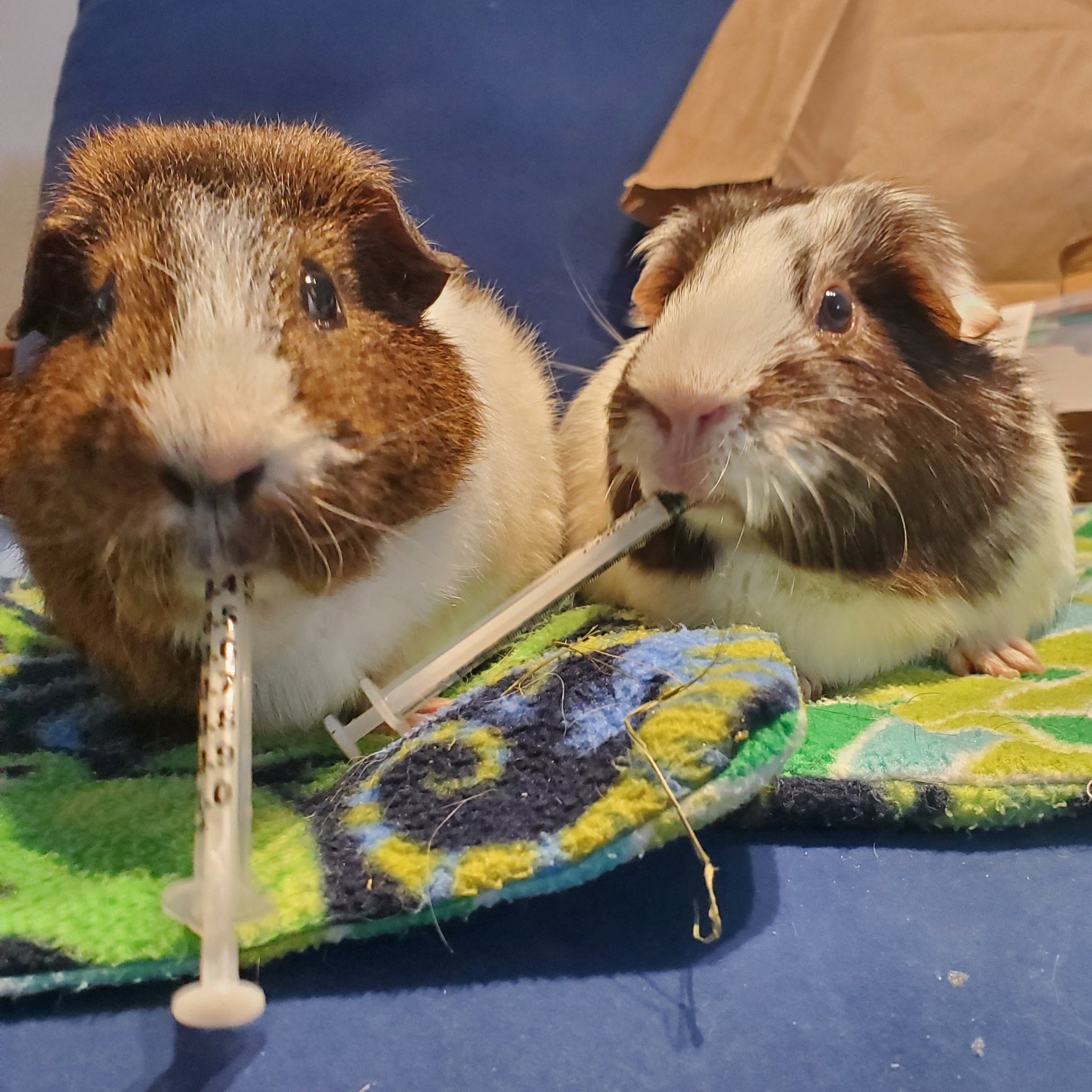 HI Pets Veterinary Clinic Mililani