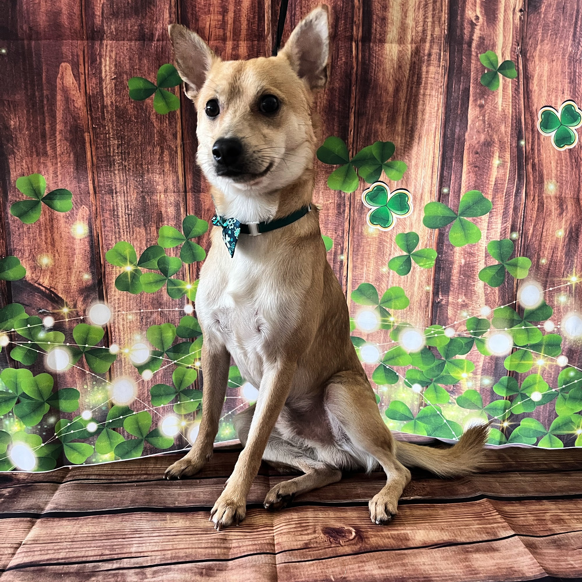 Velvet Paw Grooming Mililani