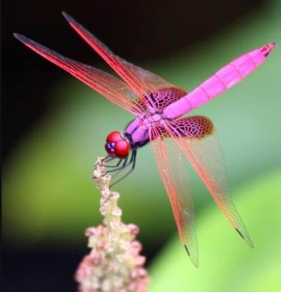 Flyin Hawaiian Coffee Naalehu