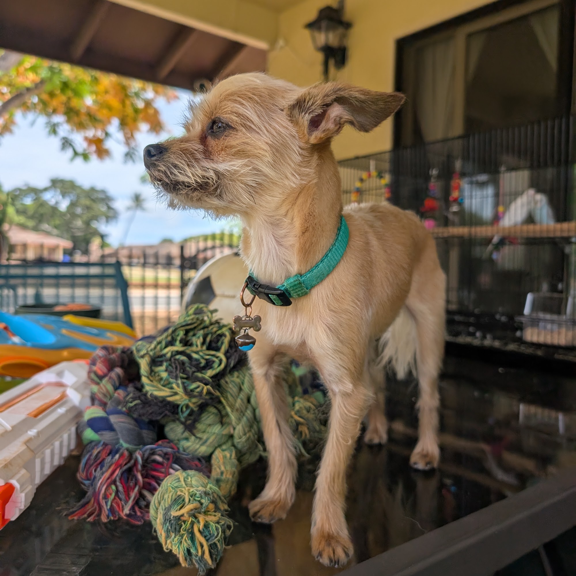 Doghouse Grooming Pearl City