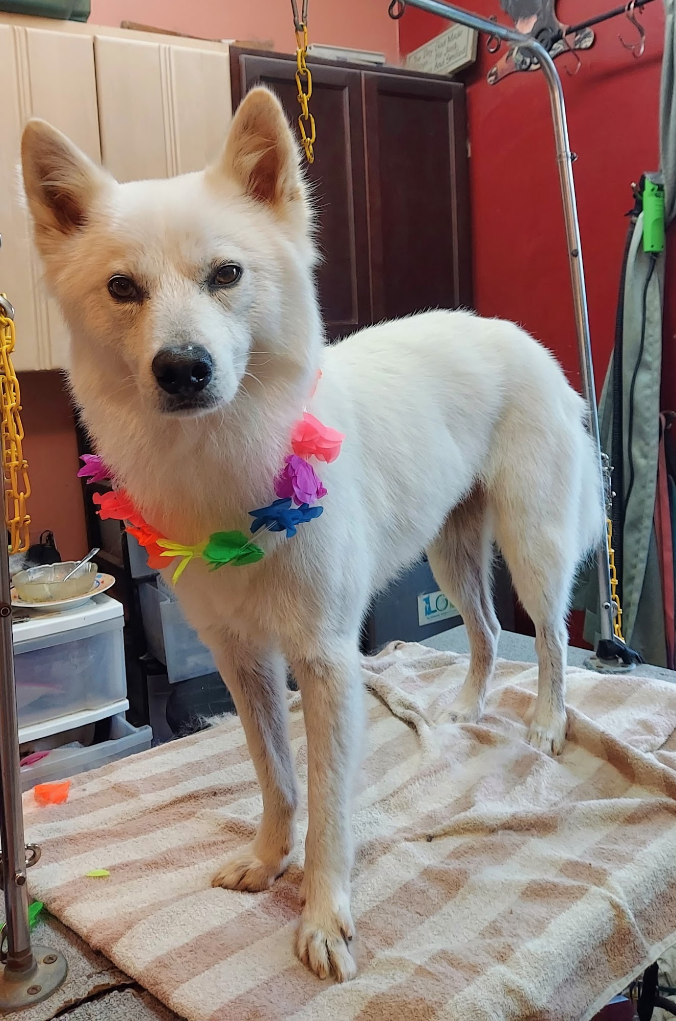 Pawrific Pet Care Kauai Princeville