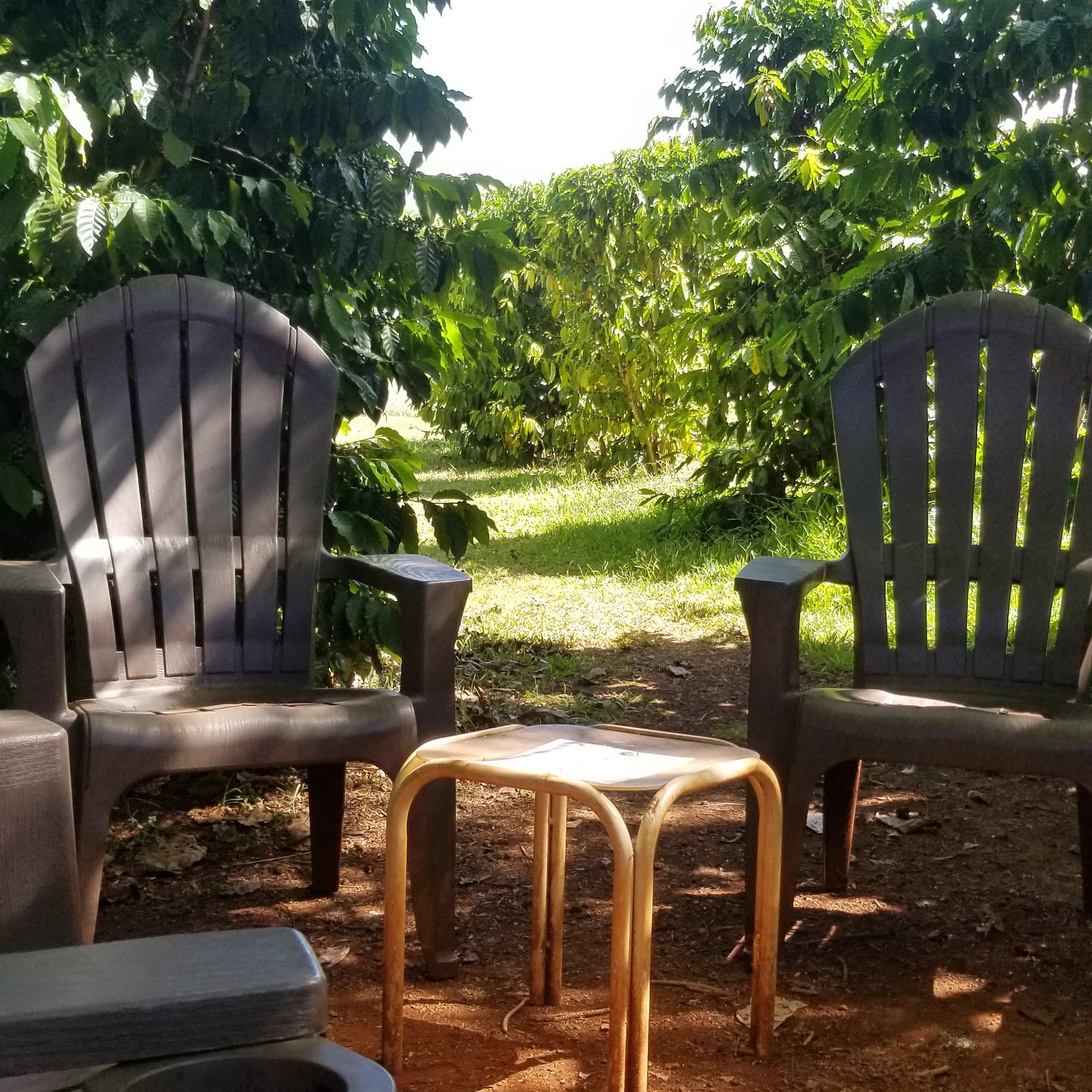 Green World Coffee Farm Wahiawa