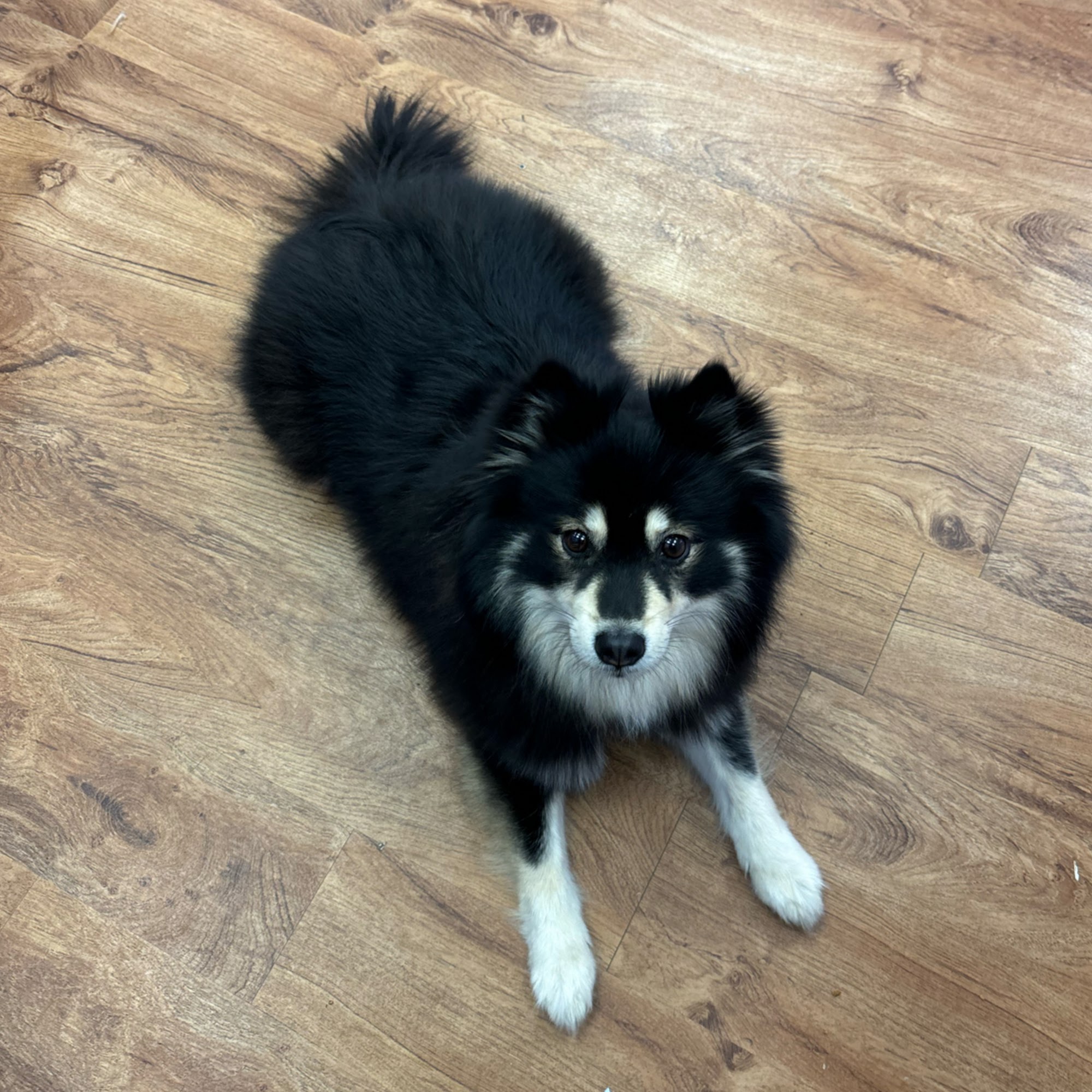 Happy Paws 808 Wahiawa