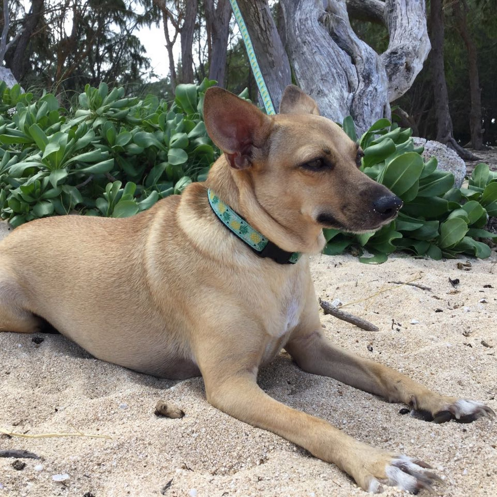 North Shore Veterinary Clinic - Aloha Affordable Veterinary Services Waialua