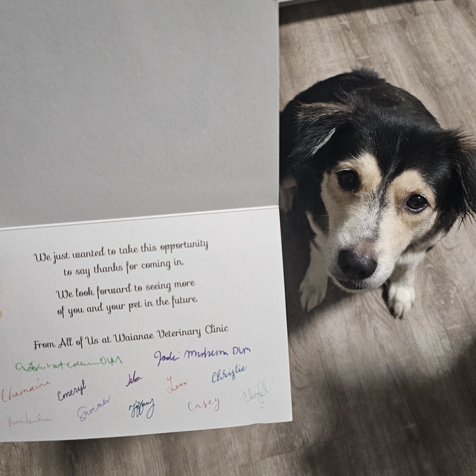 Waianae Veterinary Clinic Waianae