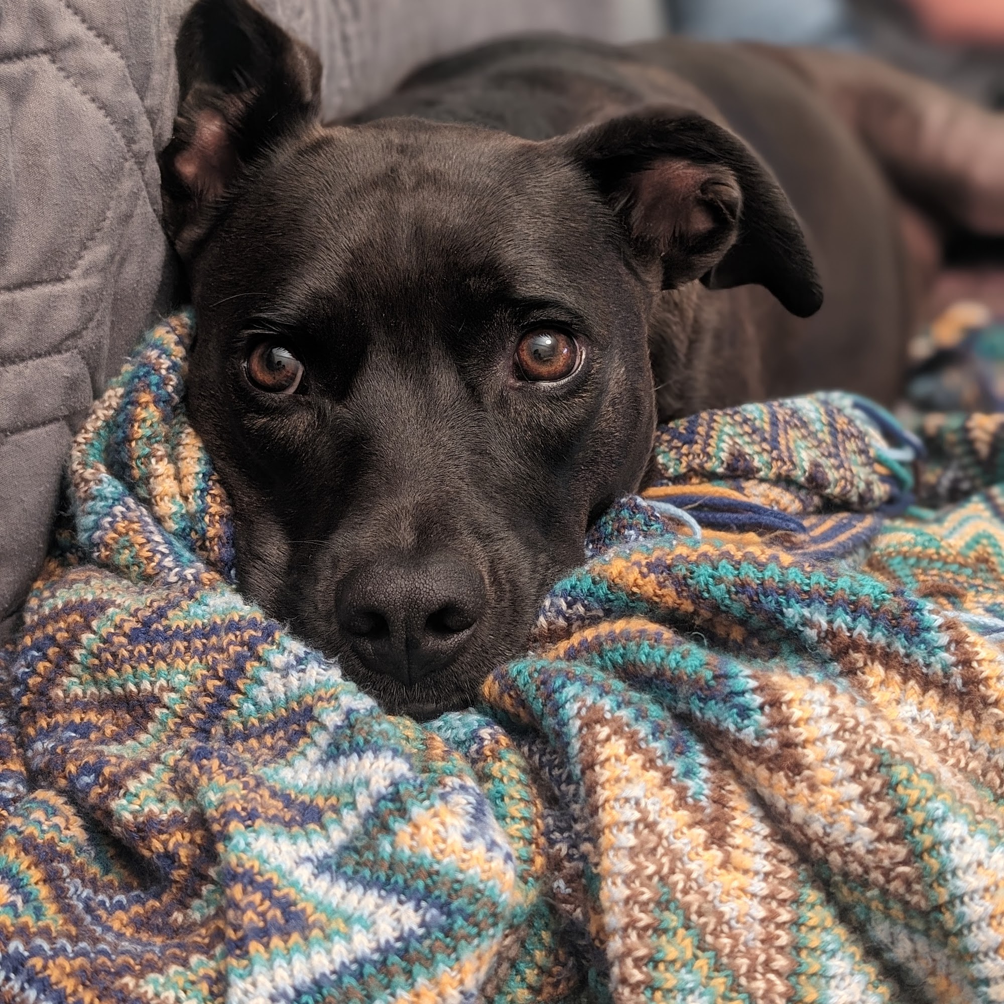 Maui Lani Veterinary Hospital Wailuku