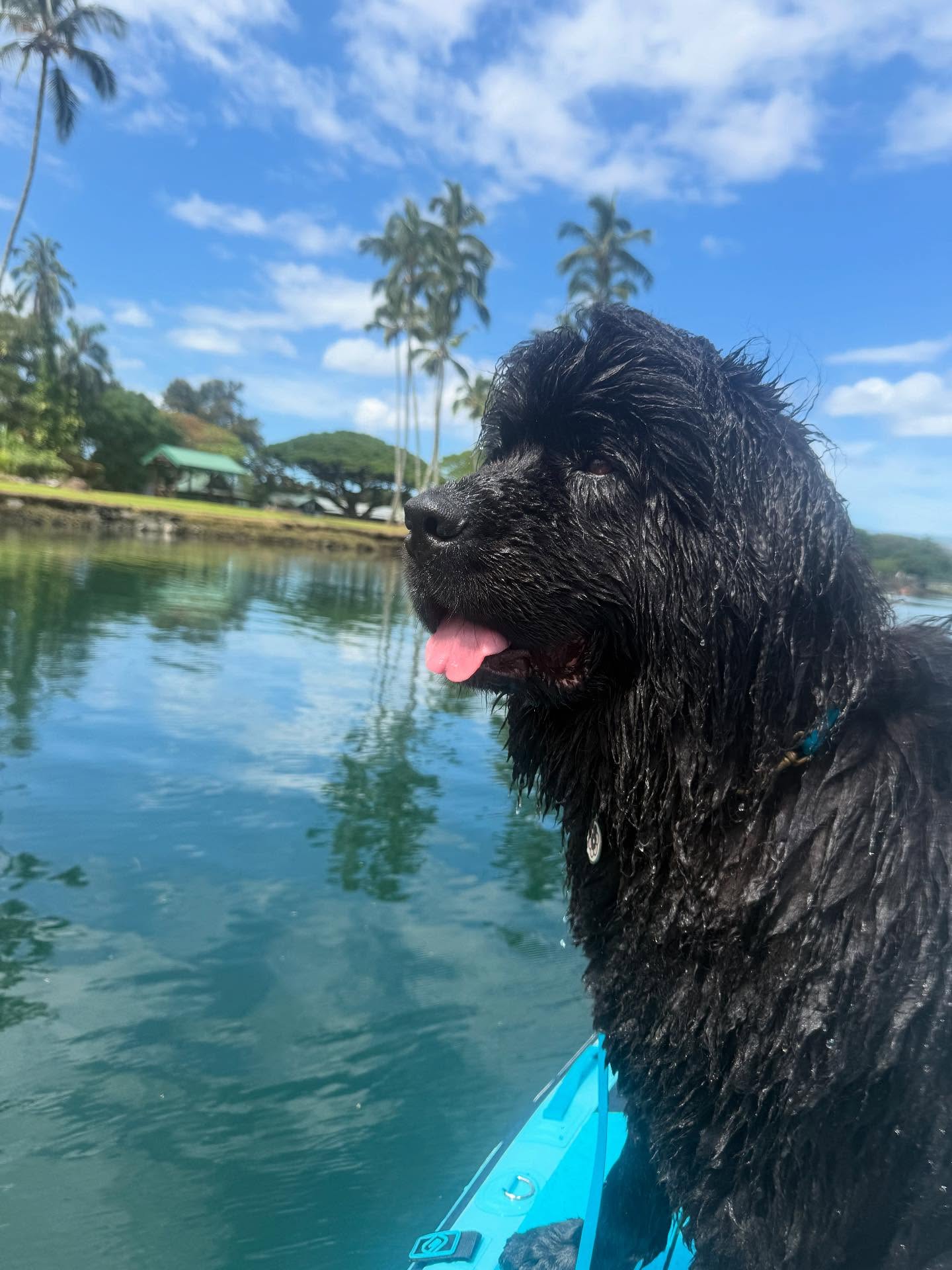 Big Waggle Grooming Salon Wailuku