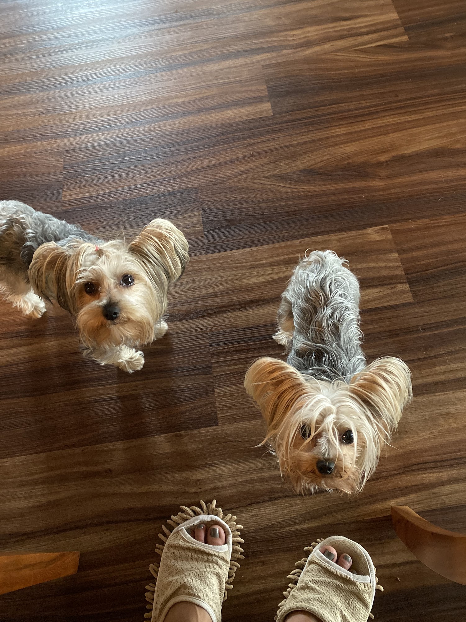 Laura's Doggie Care Wailuku