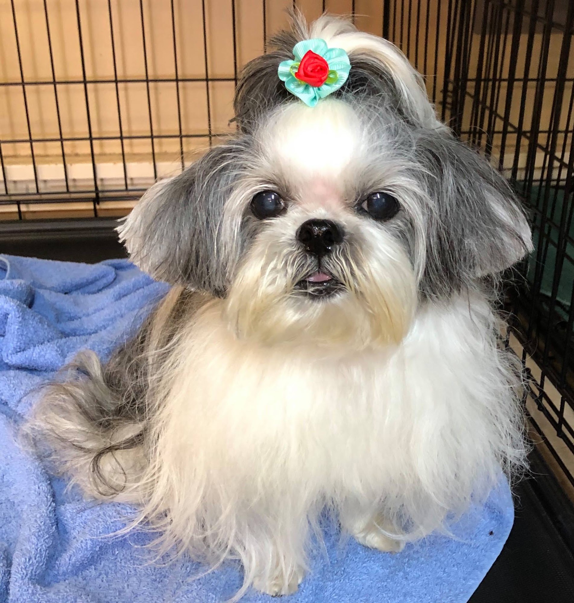 Aloha Classy Critters Waimea