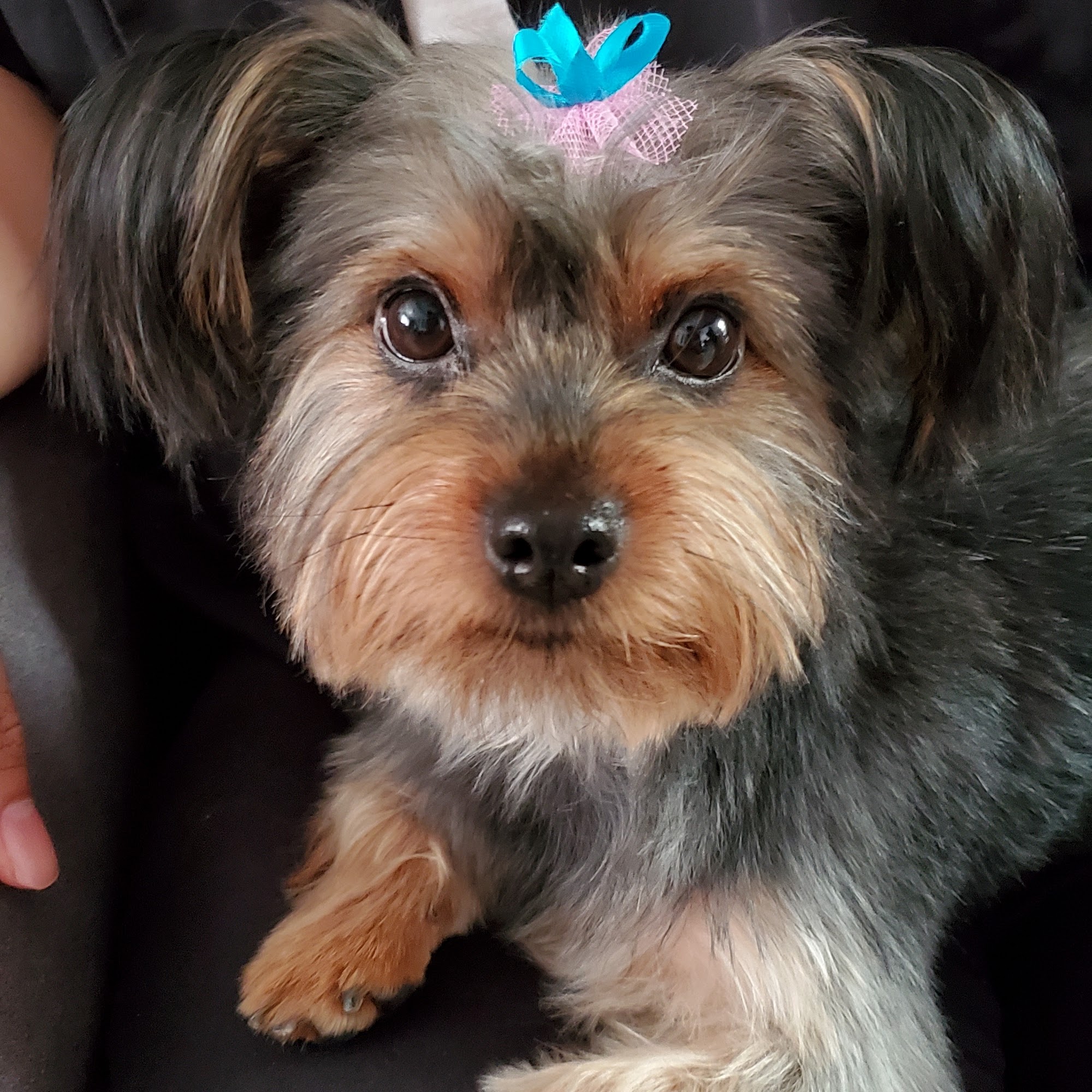 Classy Clippin' Dog Grooming Waipahu