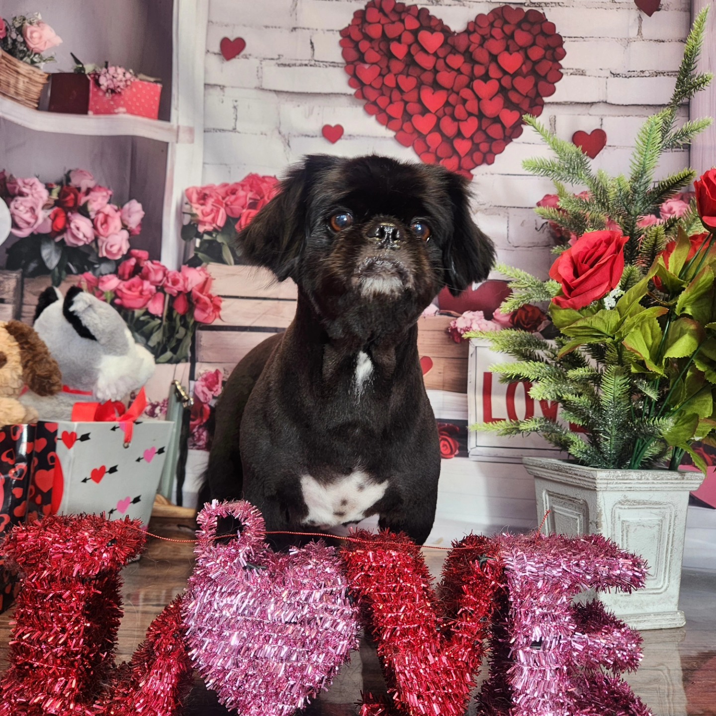 Royalty Groomers Waipahu