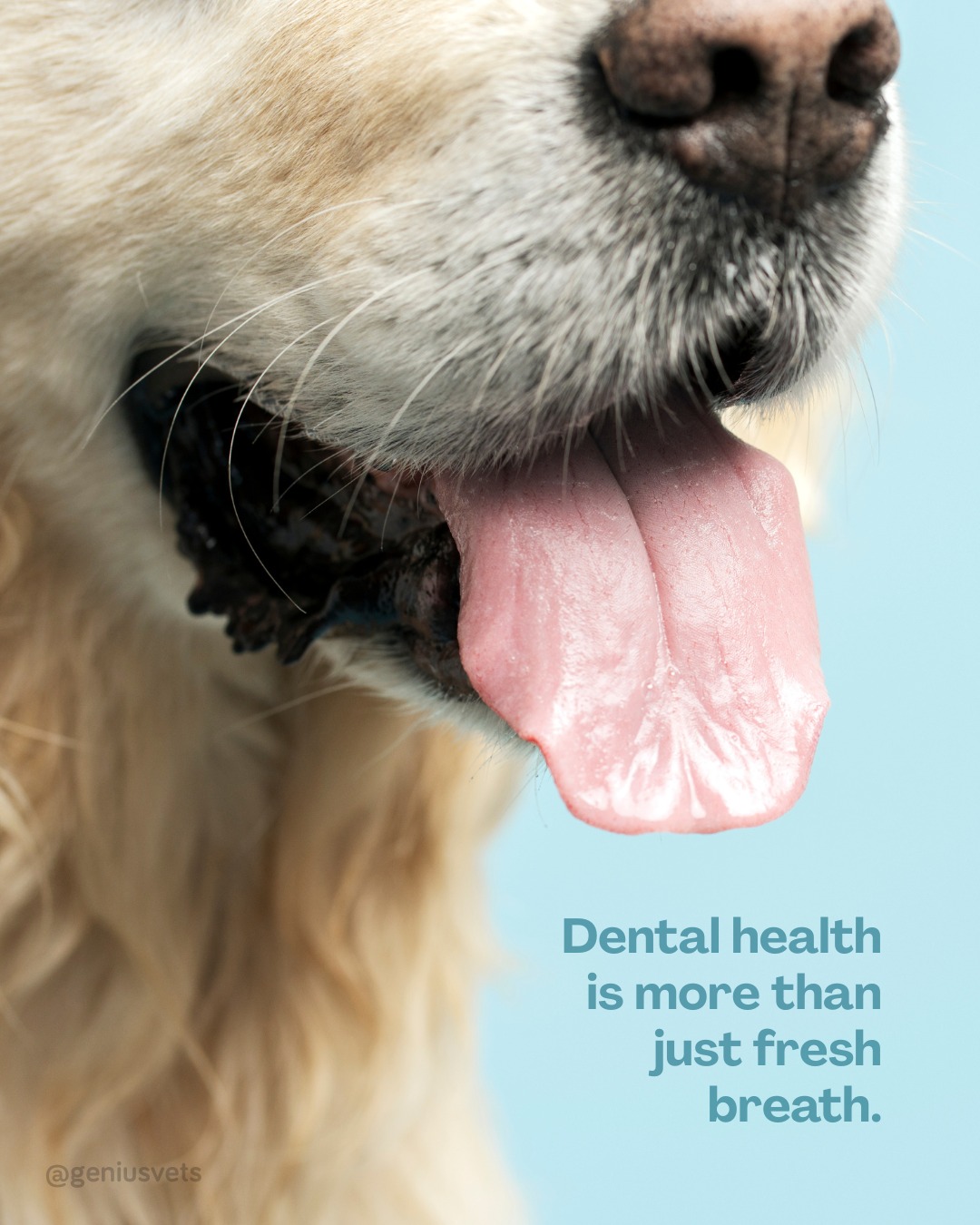 Hale Ola Pet Hospital Waipahu