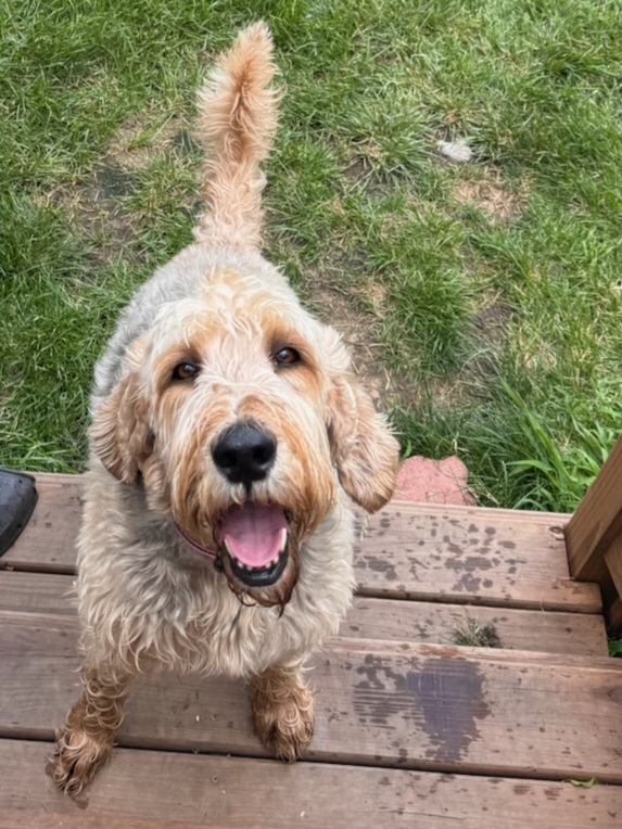 Seelah Kennel & Training Center Adel