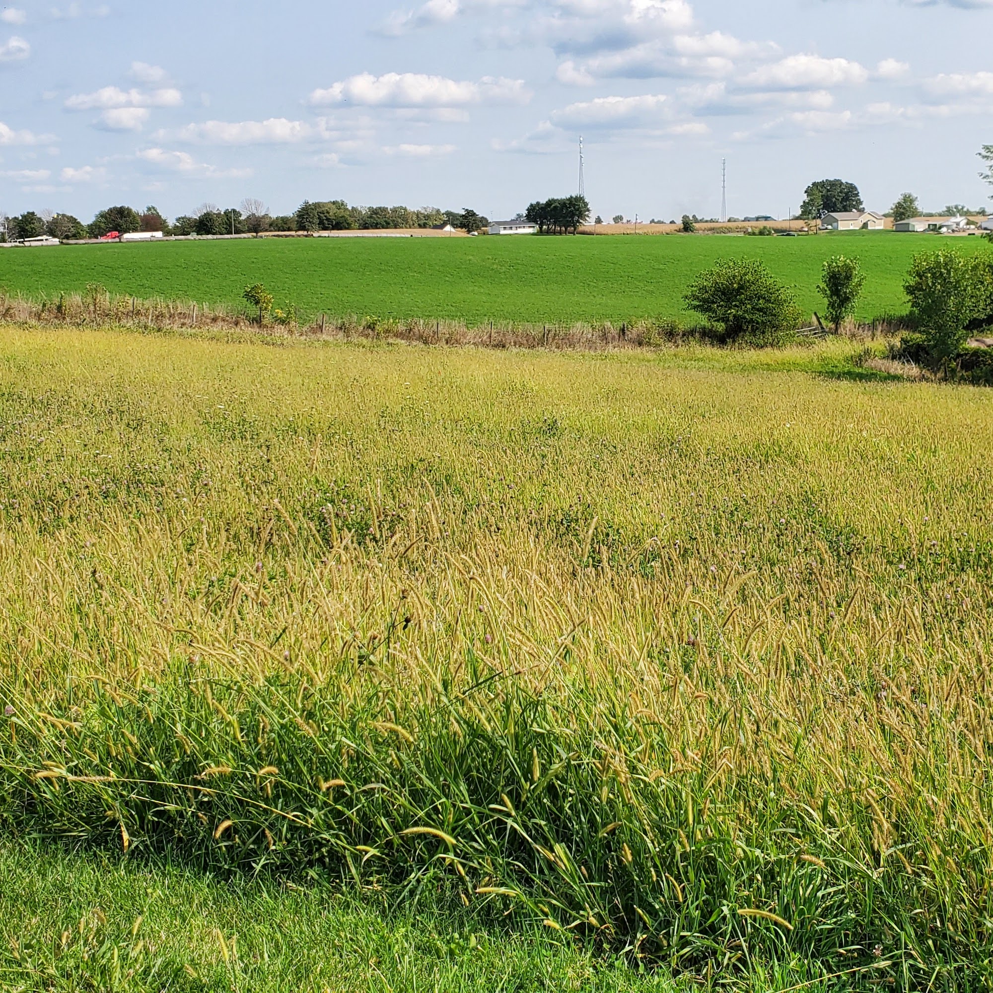 Albia Animal Clinic Albia