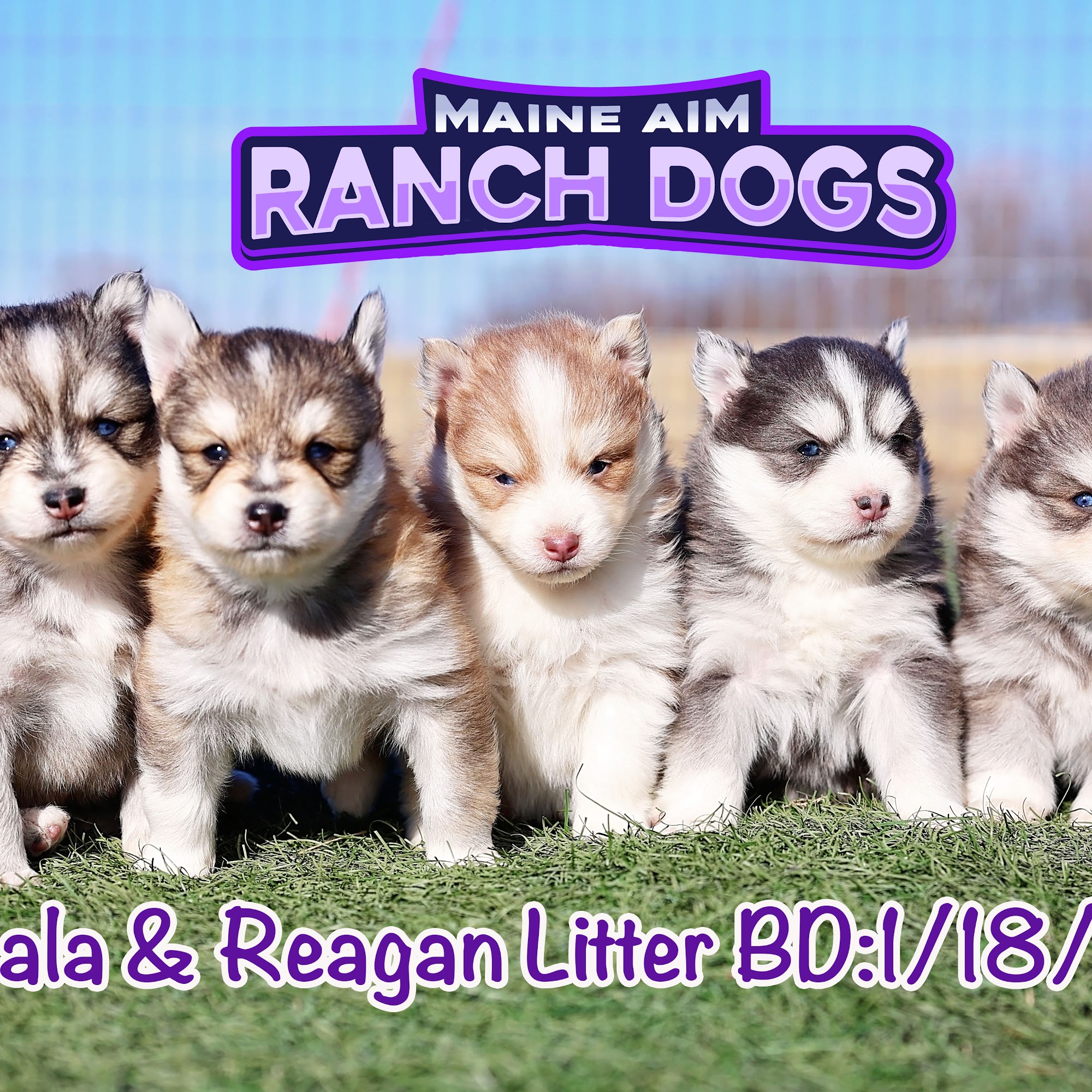 Maine Aim Ranch Dogs 1250 King, Allerton Iowa 50008