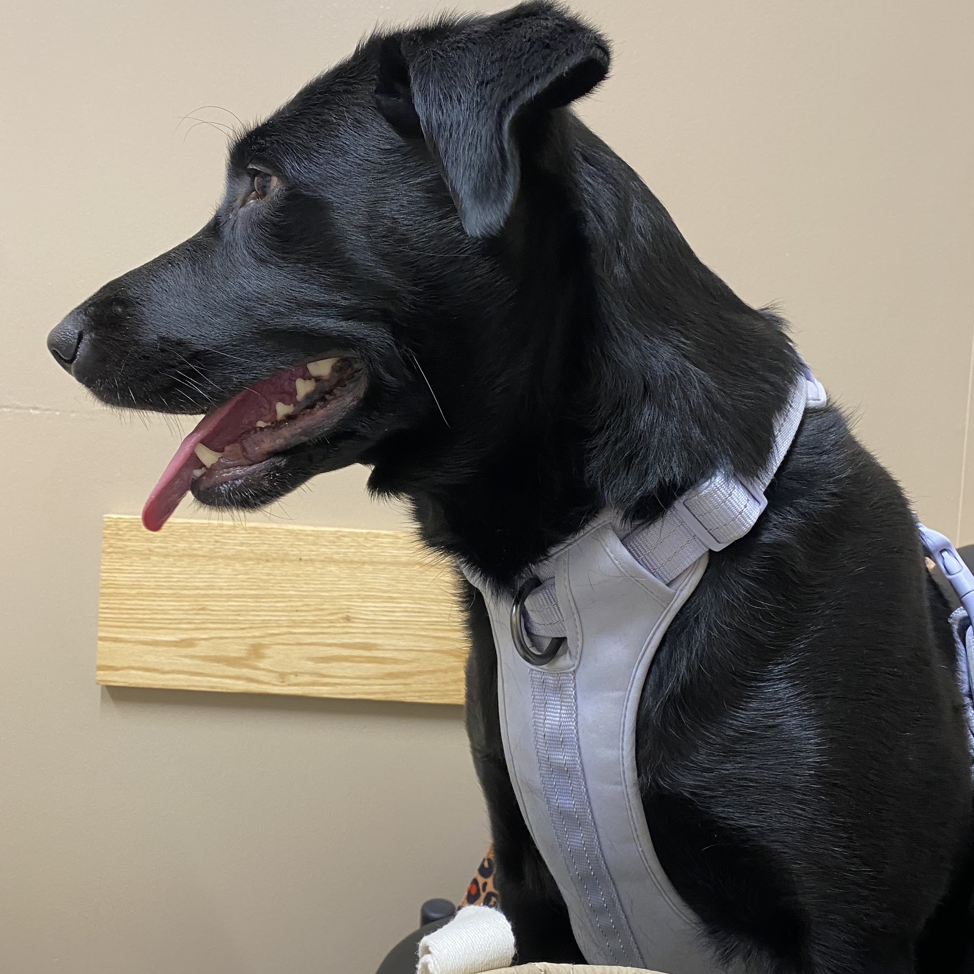 Altoona Veterinary Hospital Altoona