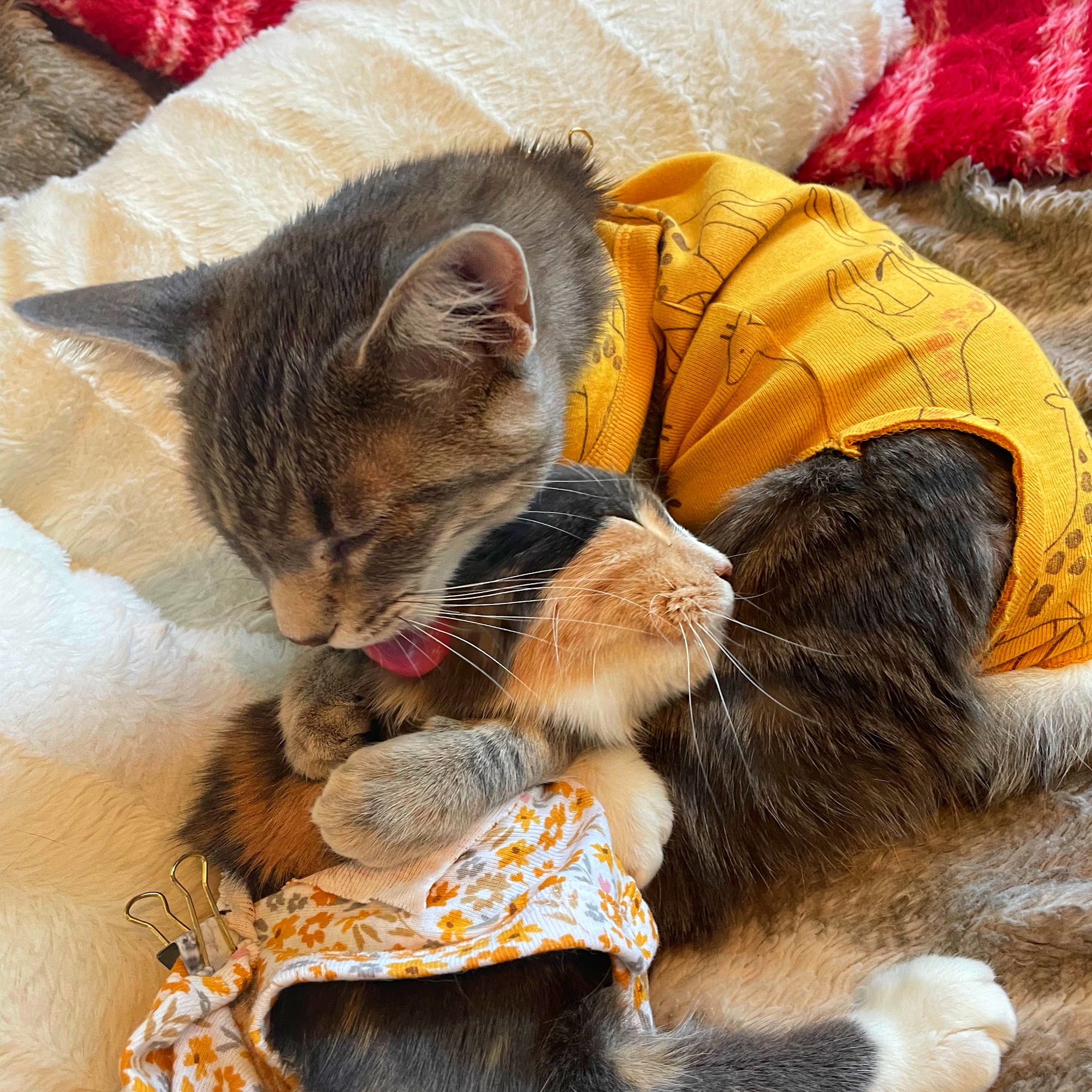 Story County Veterinary Clinic Ames