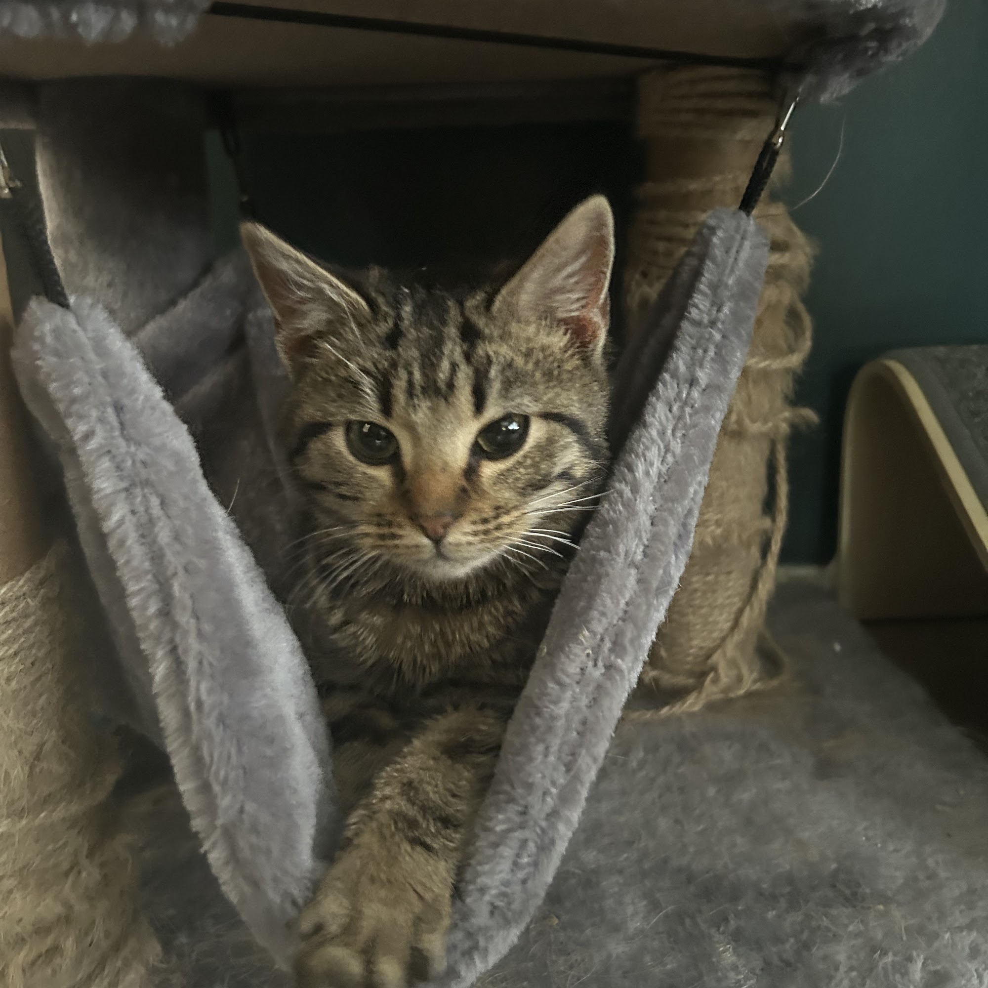 Pet Medical Center Ames