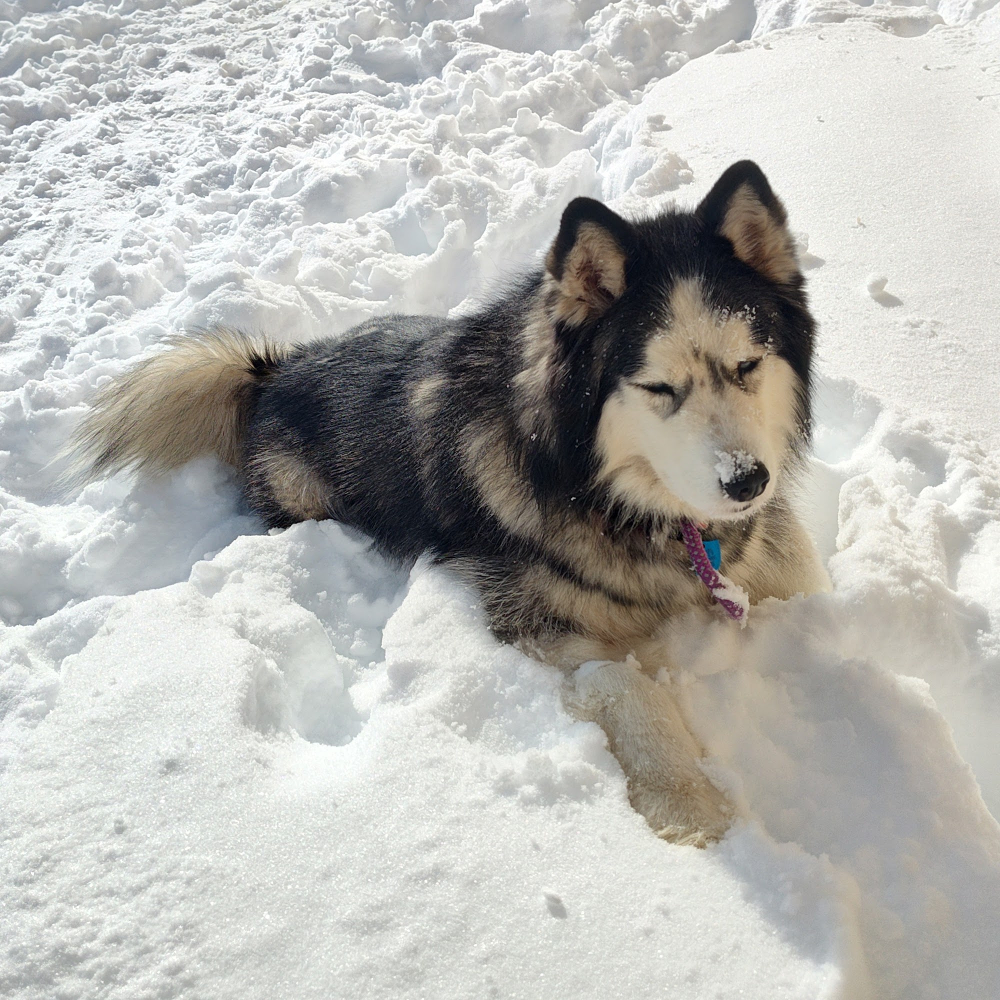 Ames Animal Shelter Ames