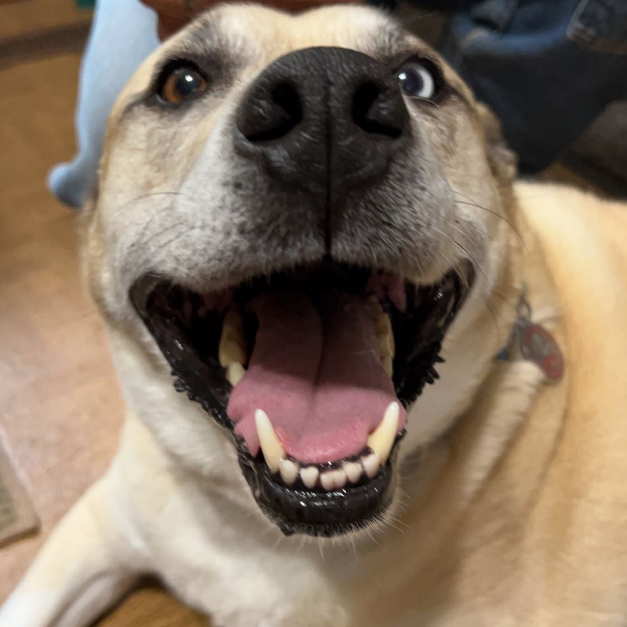 Anamosa Veterinary Clinic Anamosa