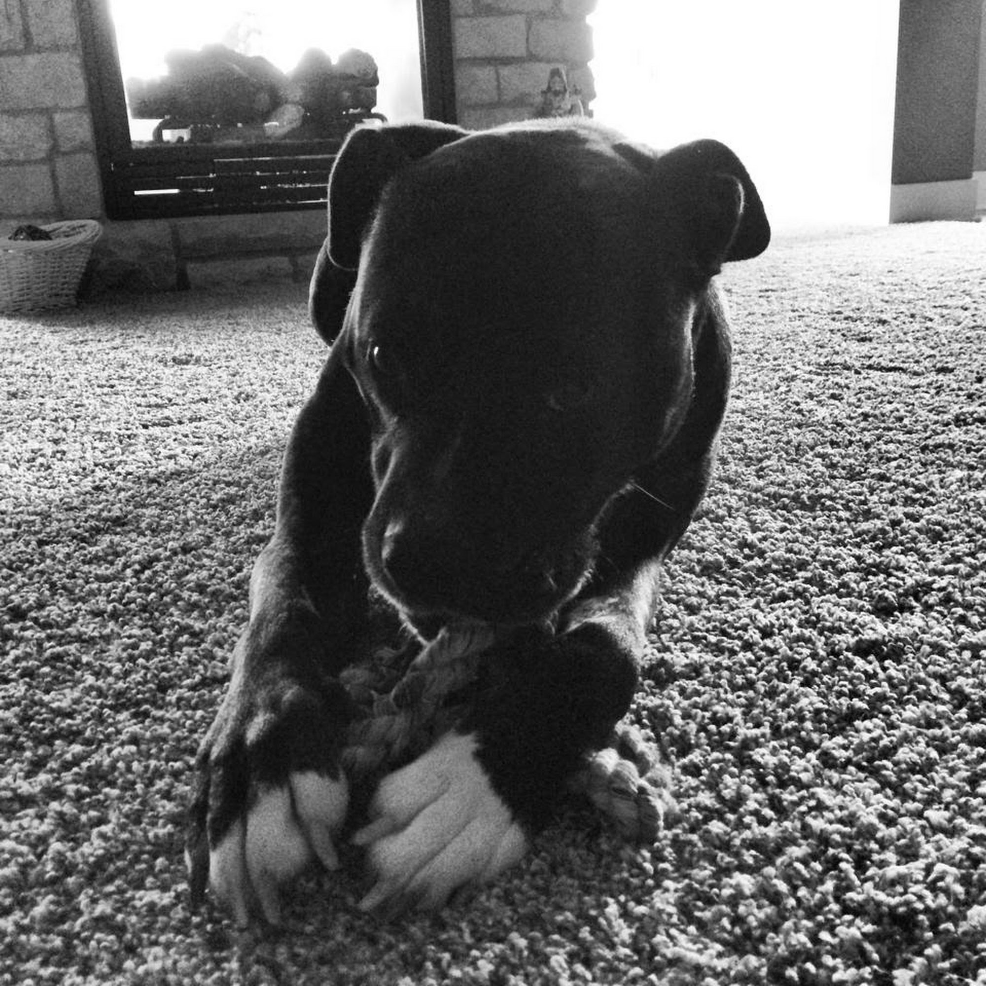 Ankeny Animal & Avian Clinic Ankeny