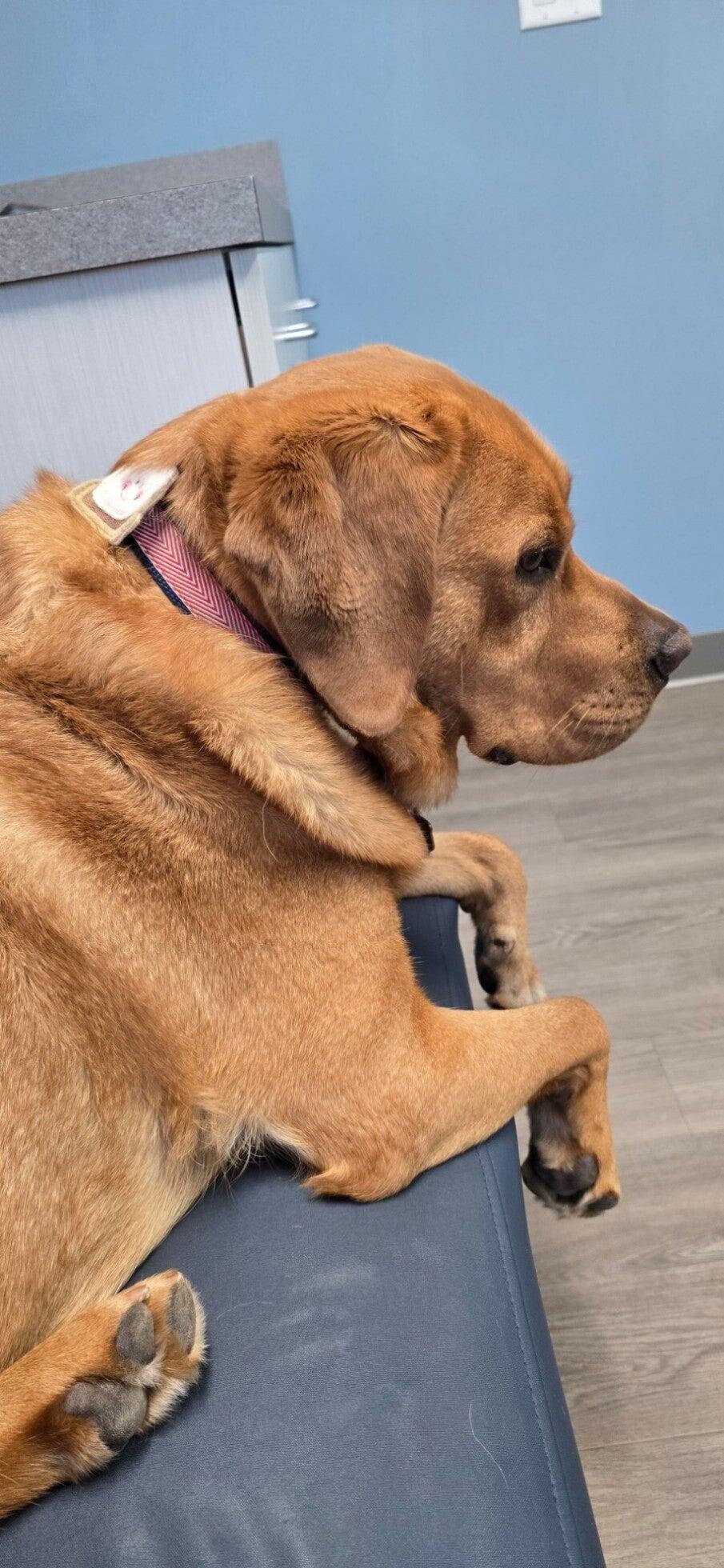 Ankeny Animal & Avian Clinic Ankeny