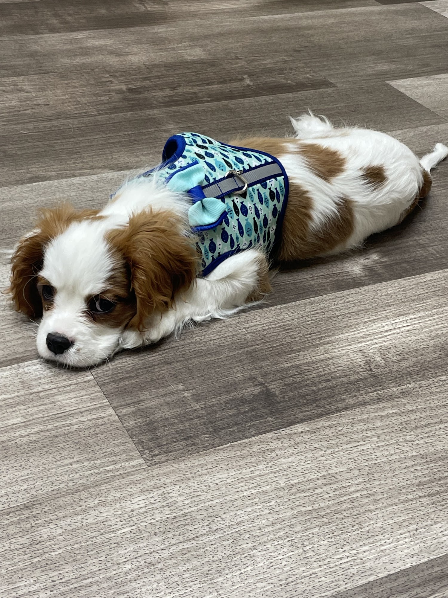 Heart of Ankeny Animal Hospital Ankeny