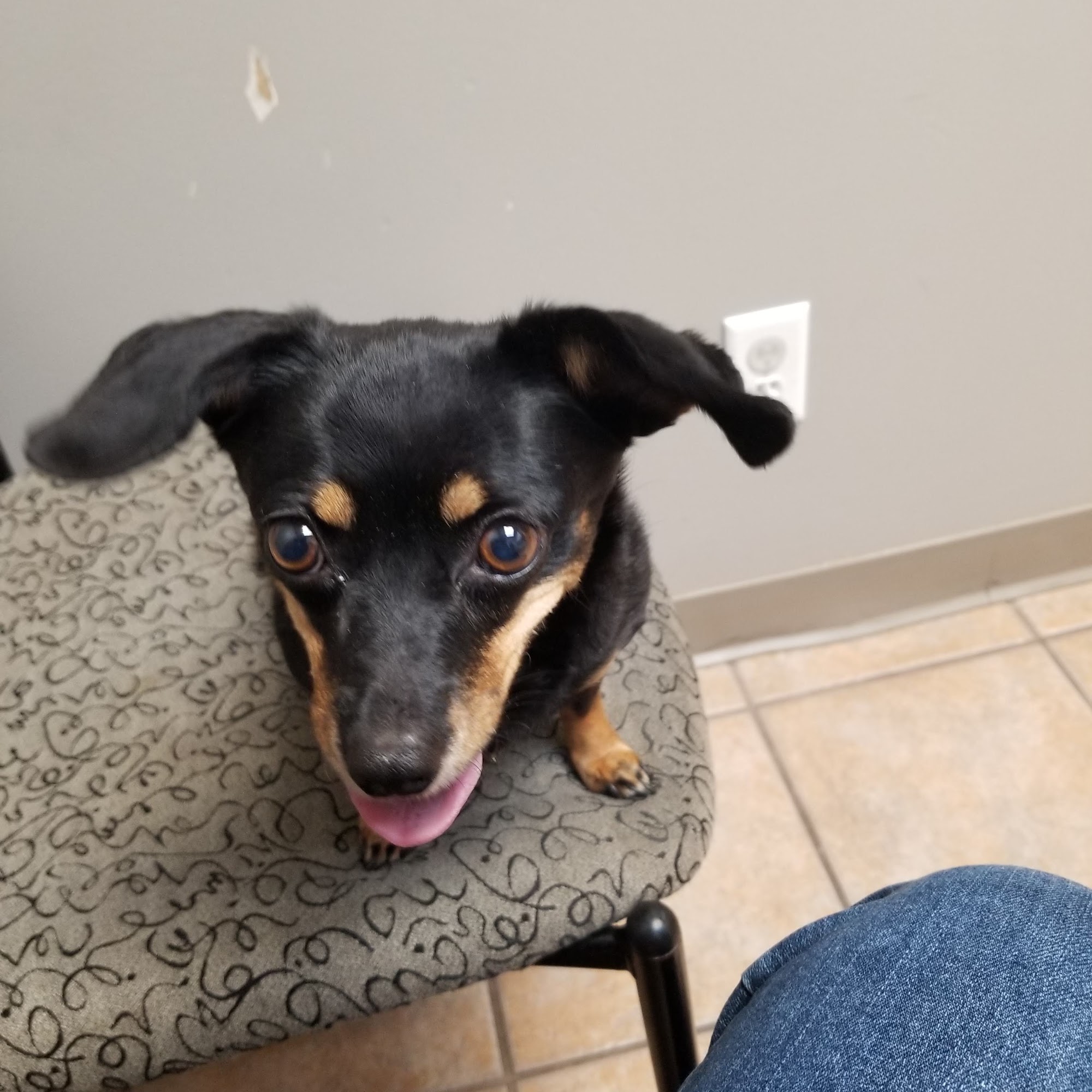 Creature Comforts Veterinary Hospital Ankeny