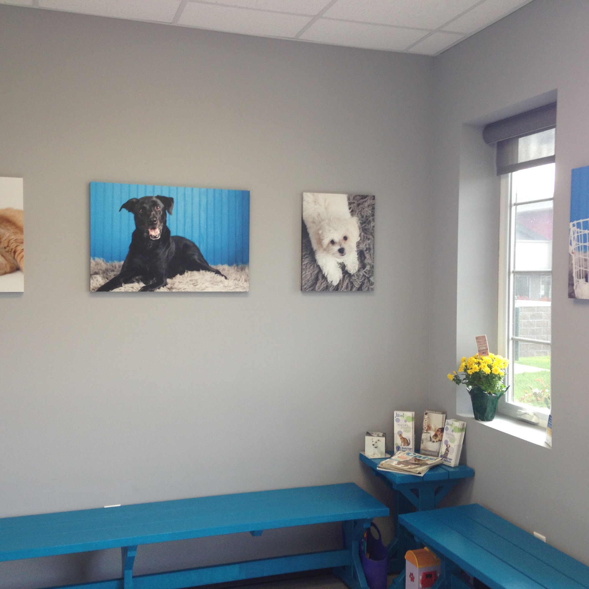 Healing Paws Veterinary Clinic Ankeny