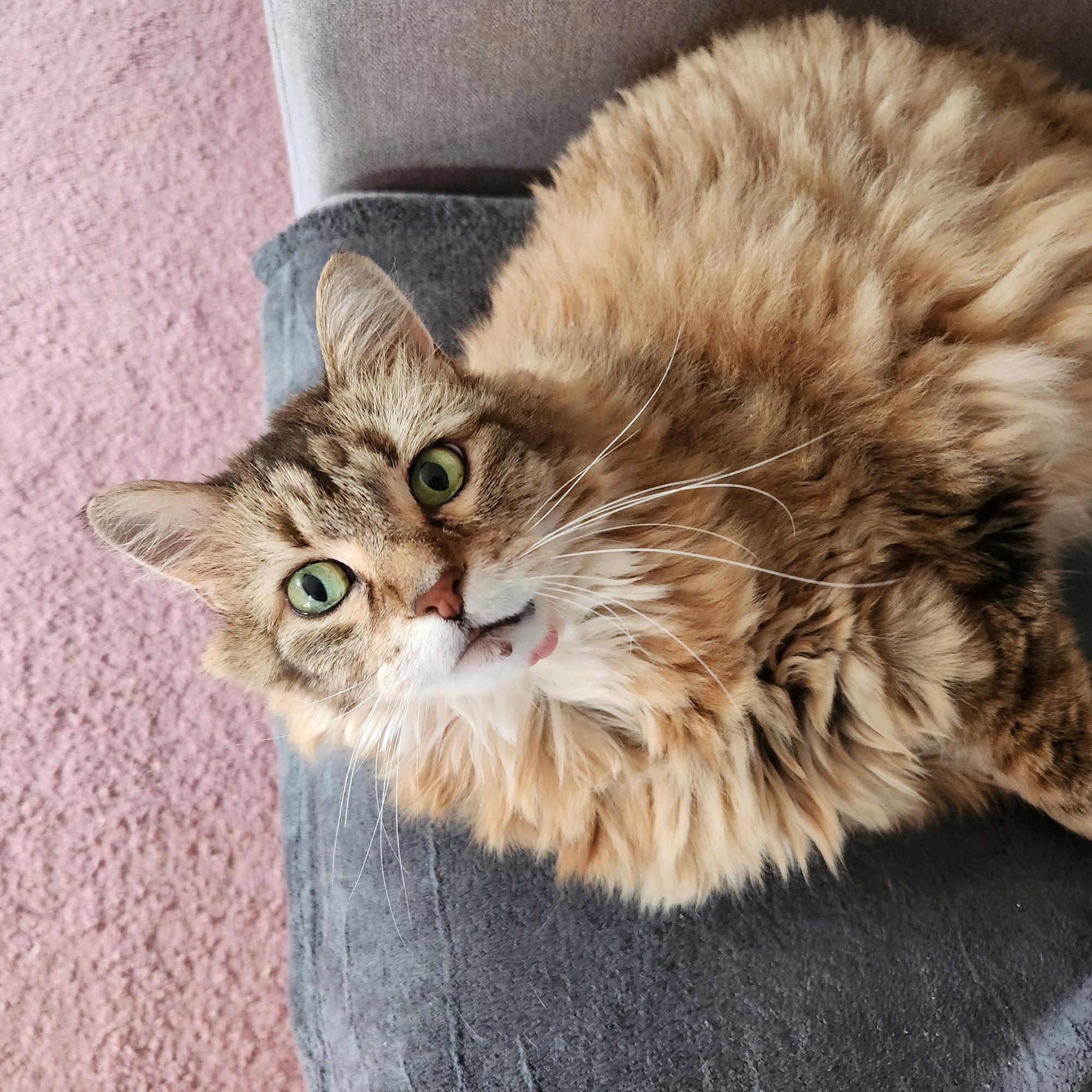 Smitten Kitten Ankeny