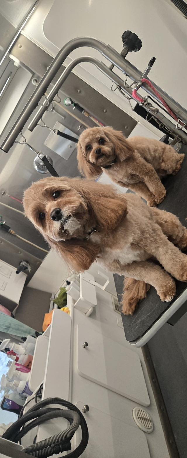 Denise's Doggie Do's LLC Ankeny