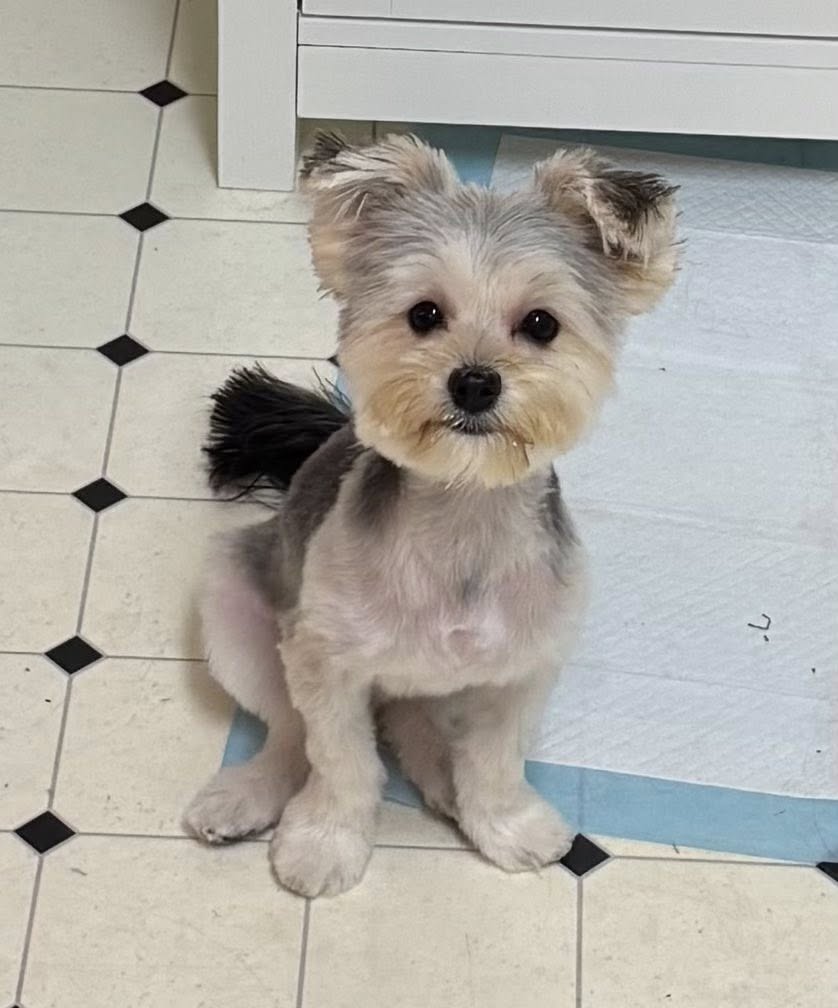 Denise's Doggie Do's LLC Ankeny