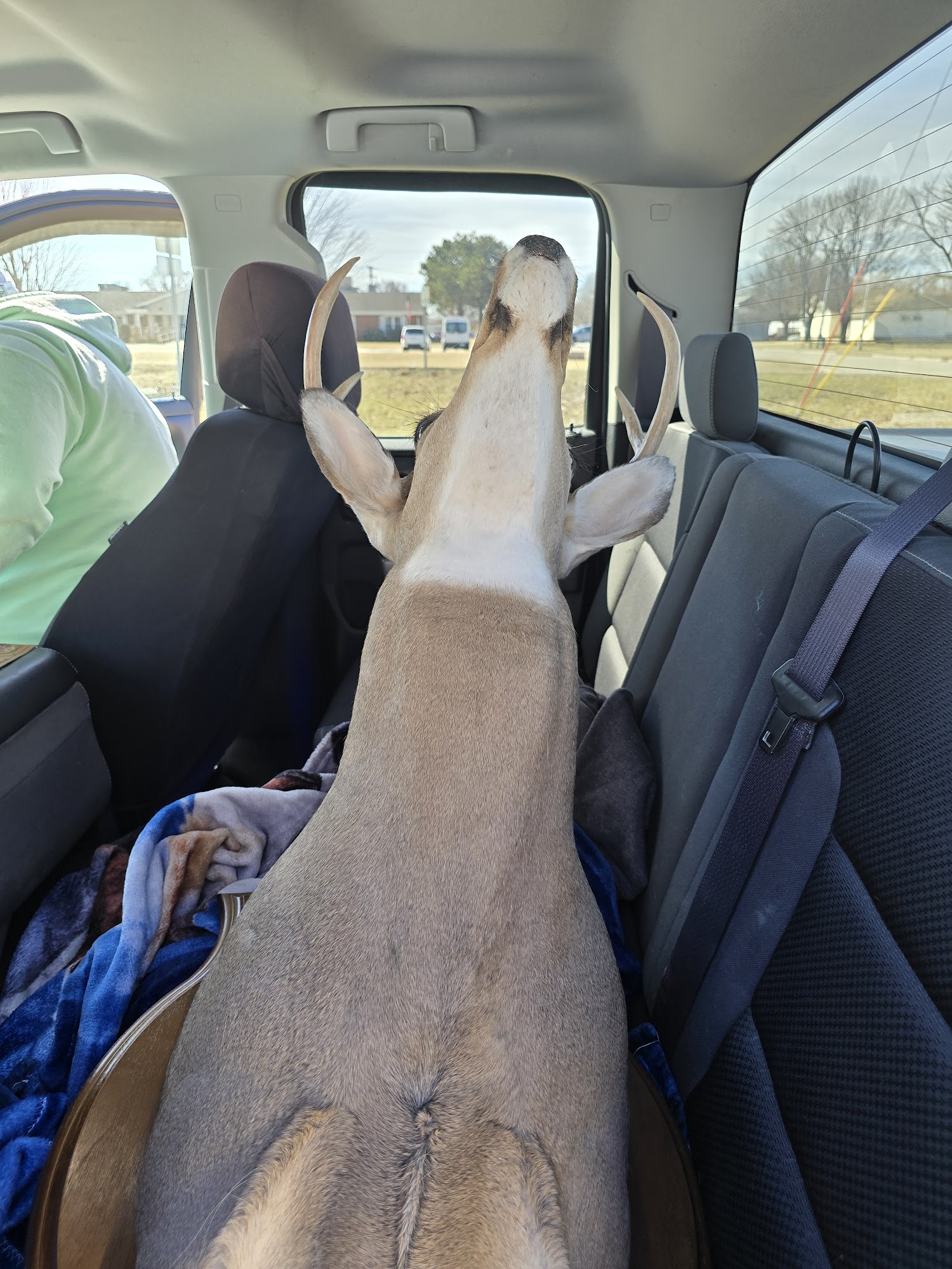 Greg's Taxidermy Aplington