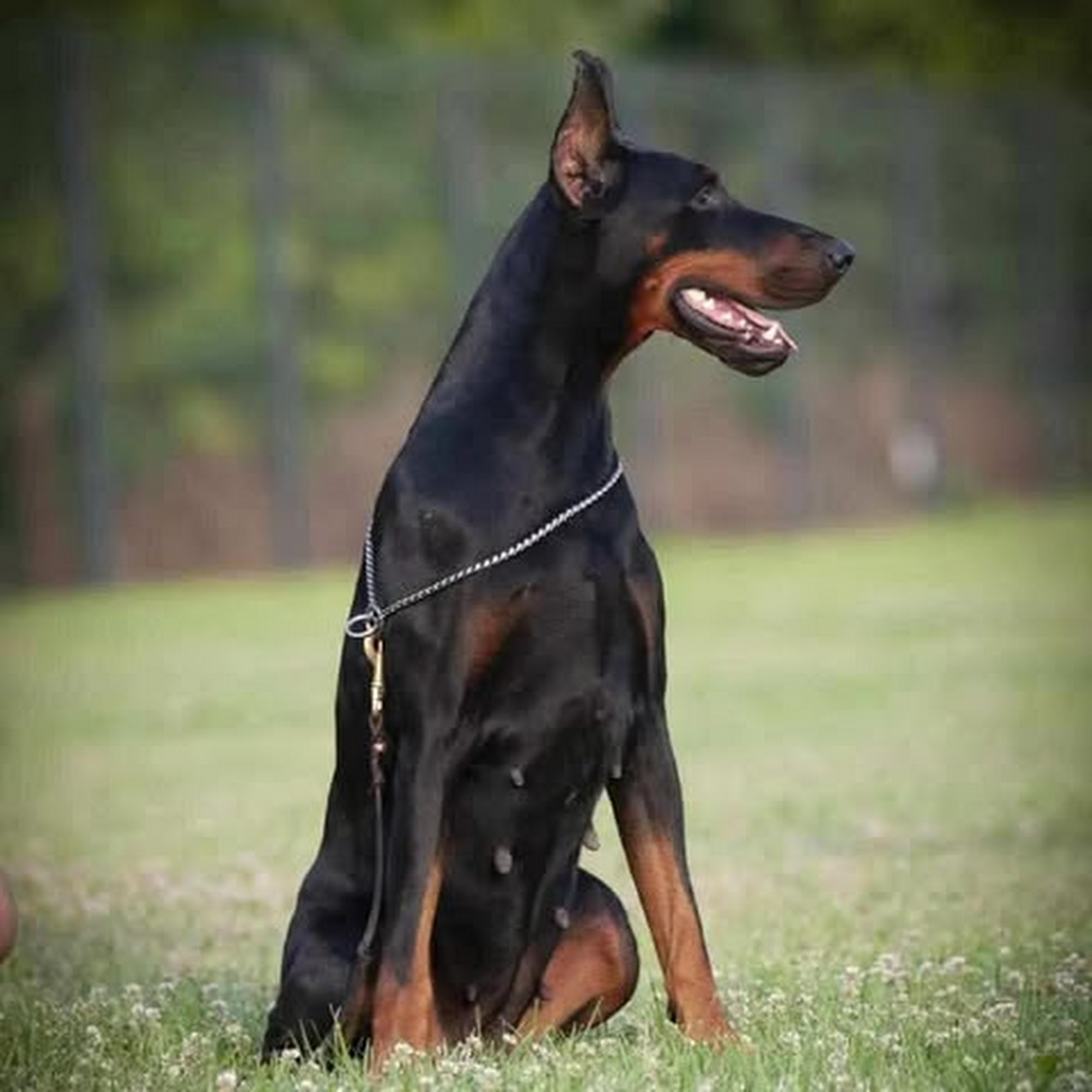 Royal Dynasty Dobermann Kennel 112 E Main St, Aredale Iowa 50605