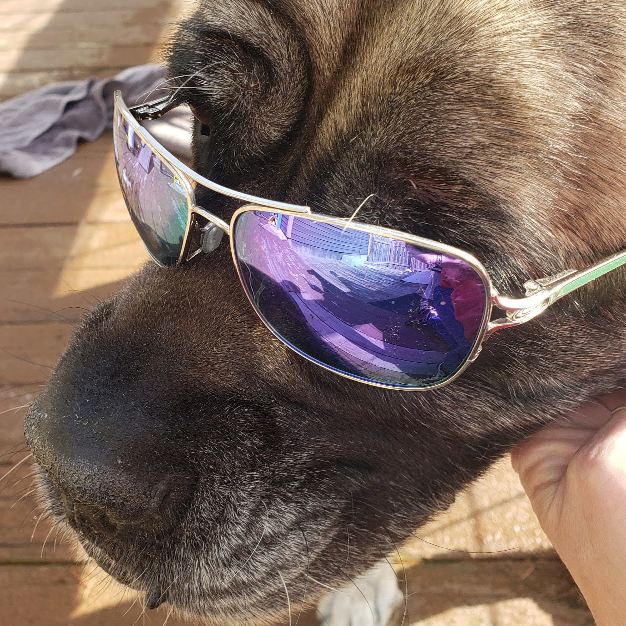 In The Dog House LLC 1710 US-71, Audubon Iowa 50025