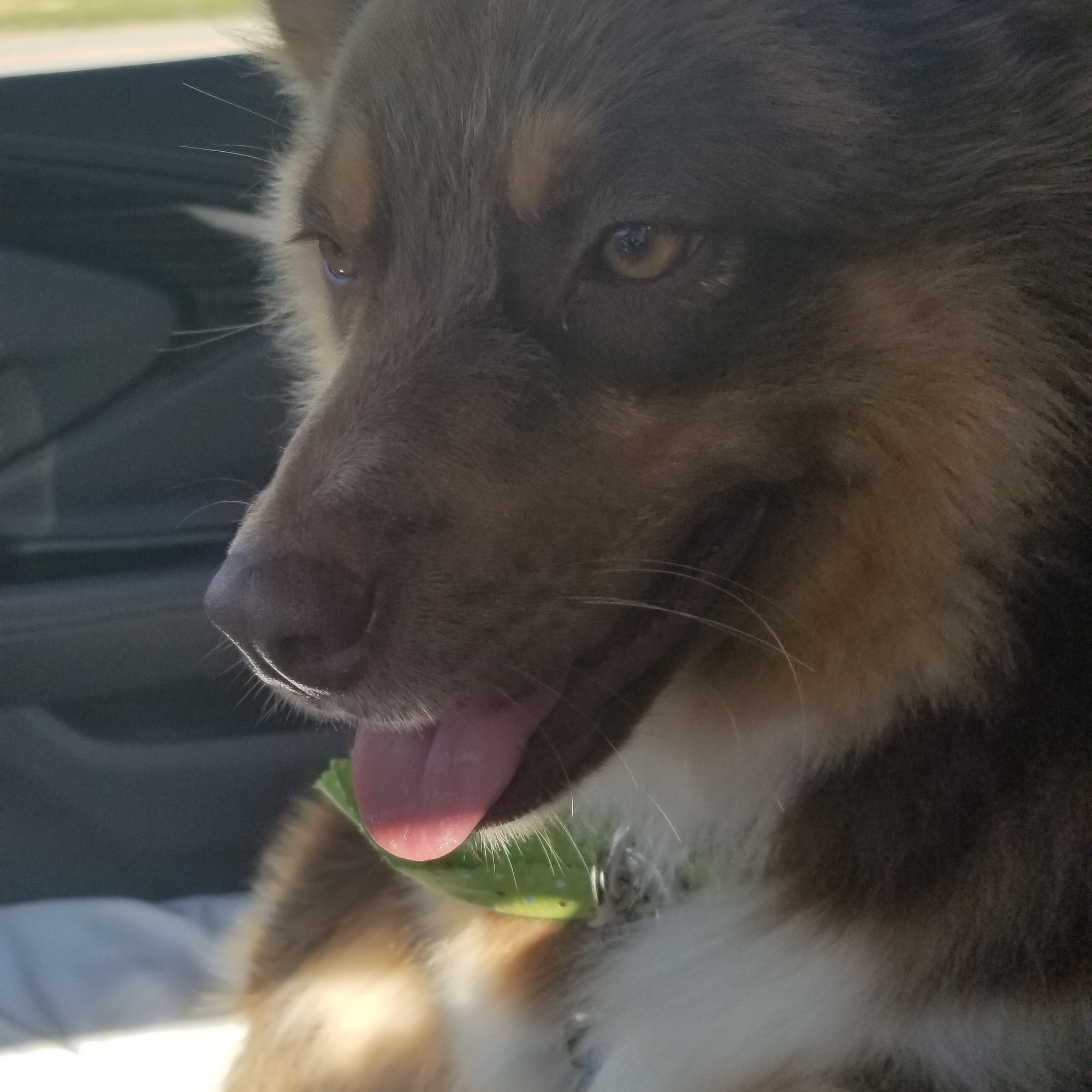 K9 Comfort Downtown Bellevue