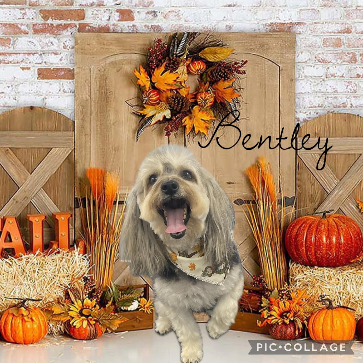 Carli's Pet Grooming Bellevue